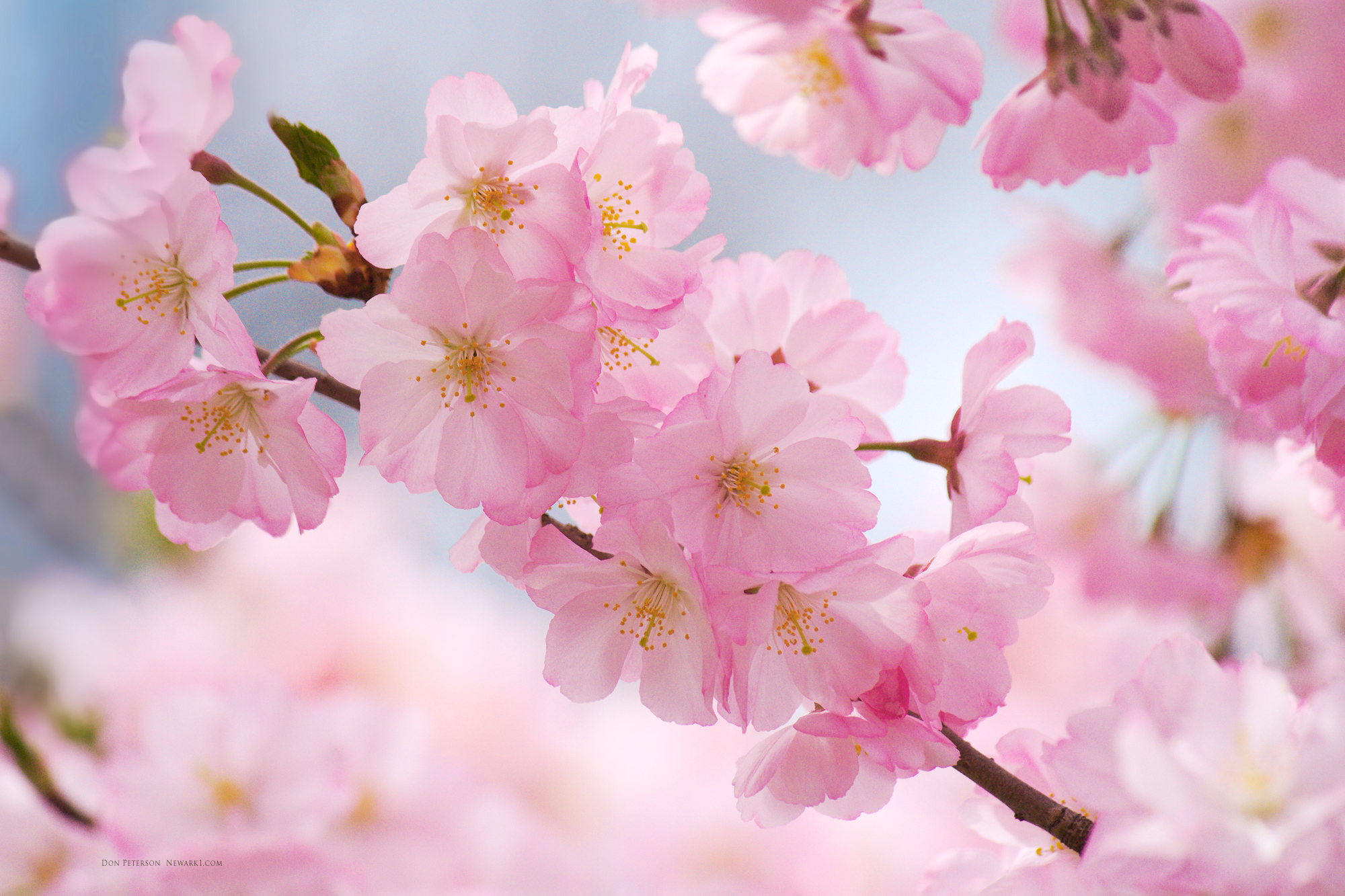 The Cherry Blossoms of Branch Brook Park (Newark: gardens, yard ...