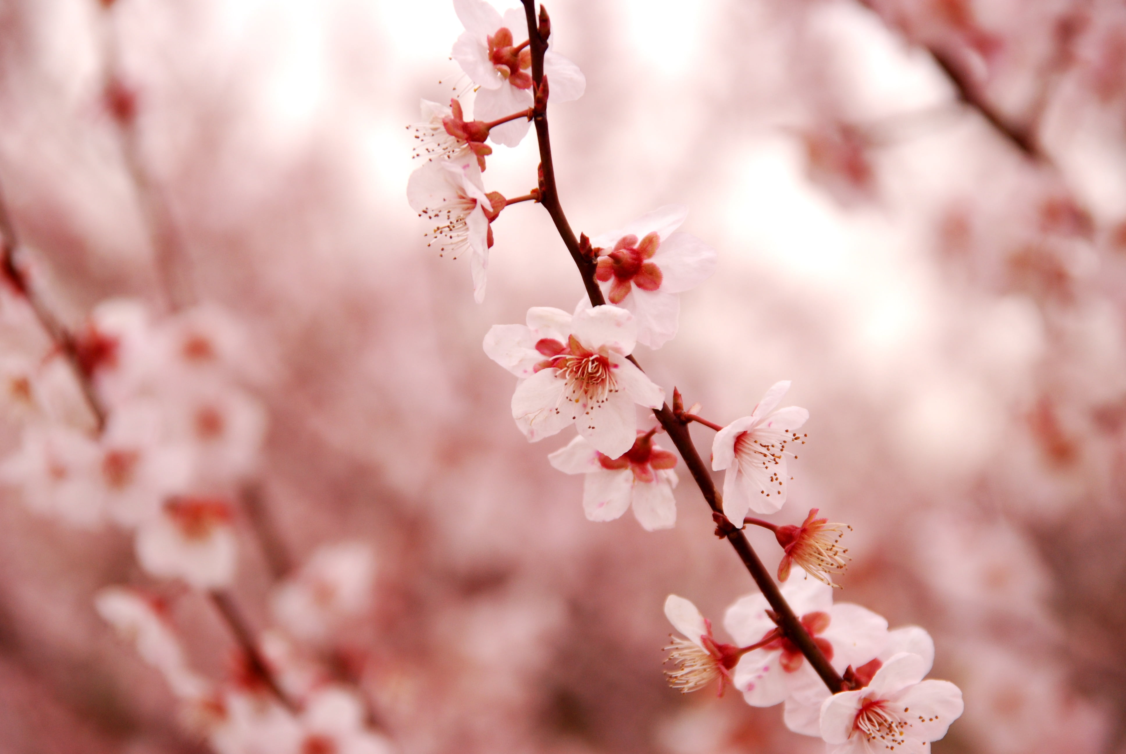Pink Cherry Blossom leaves on branch in close up photography during ...