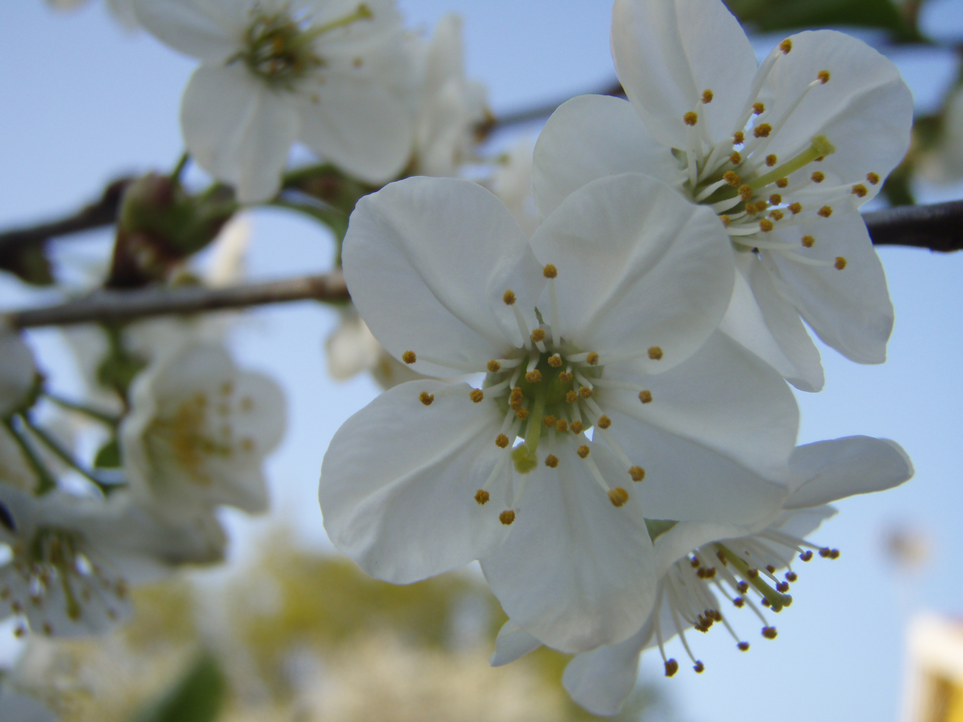 File:Cherry tree flower close-up.JPG - Wikimedia Commons