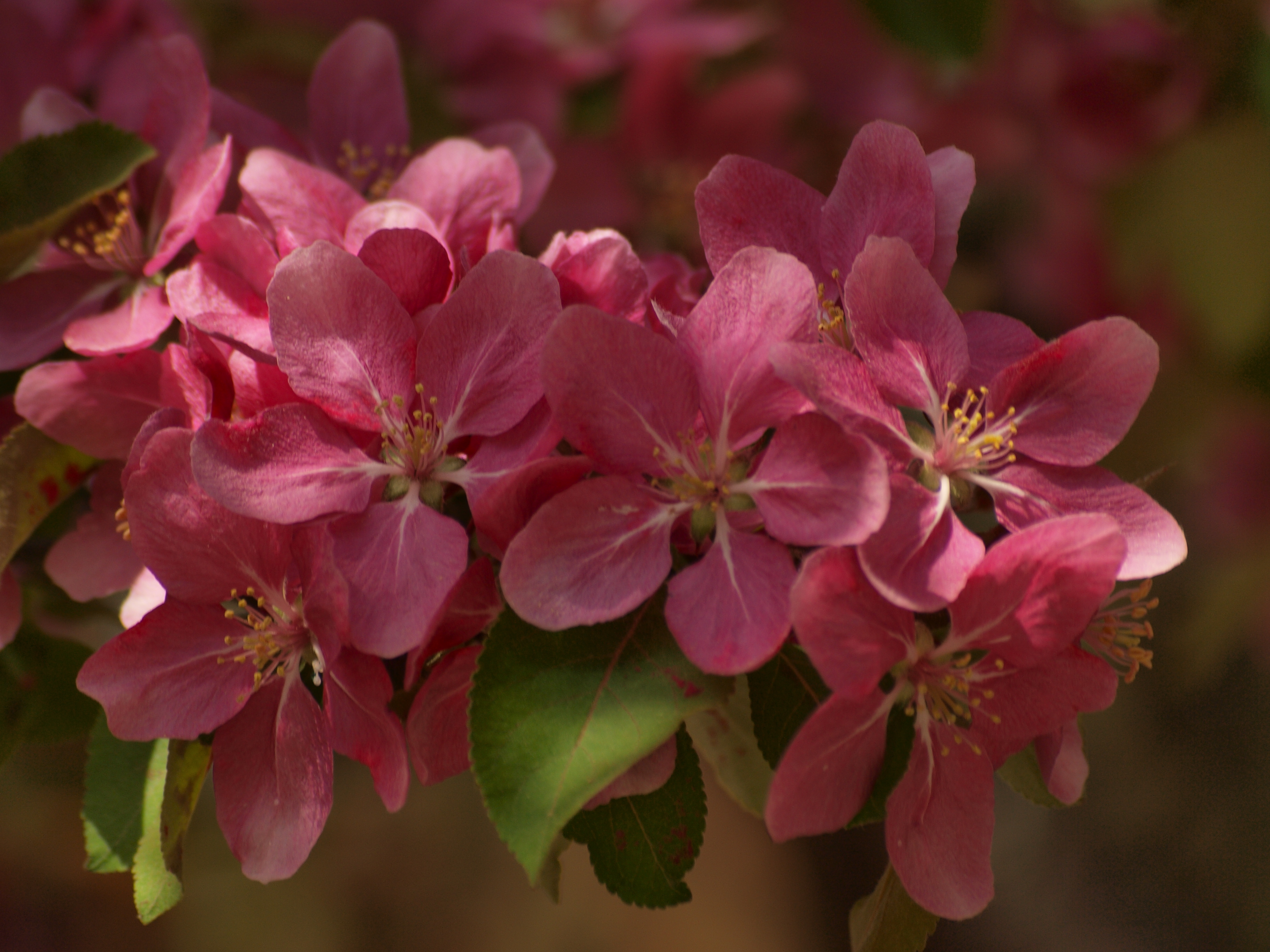 Cherry tree flowers photo