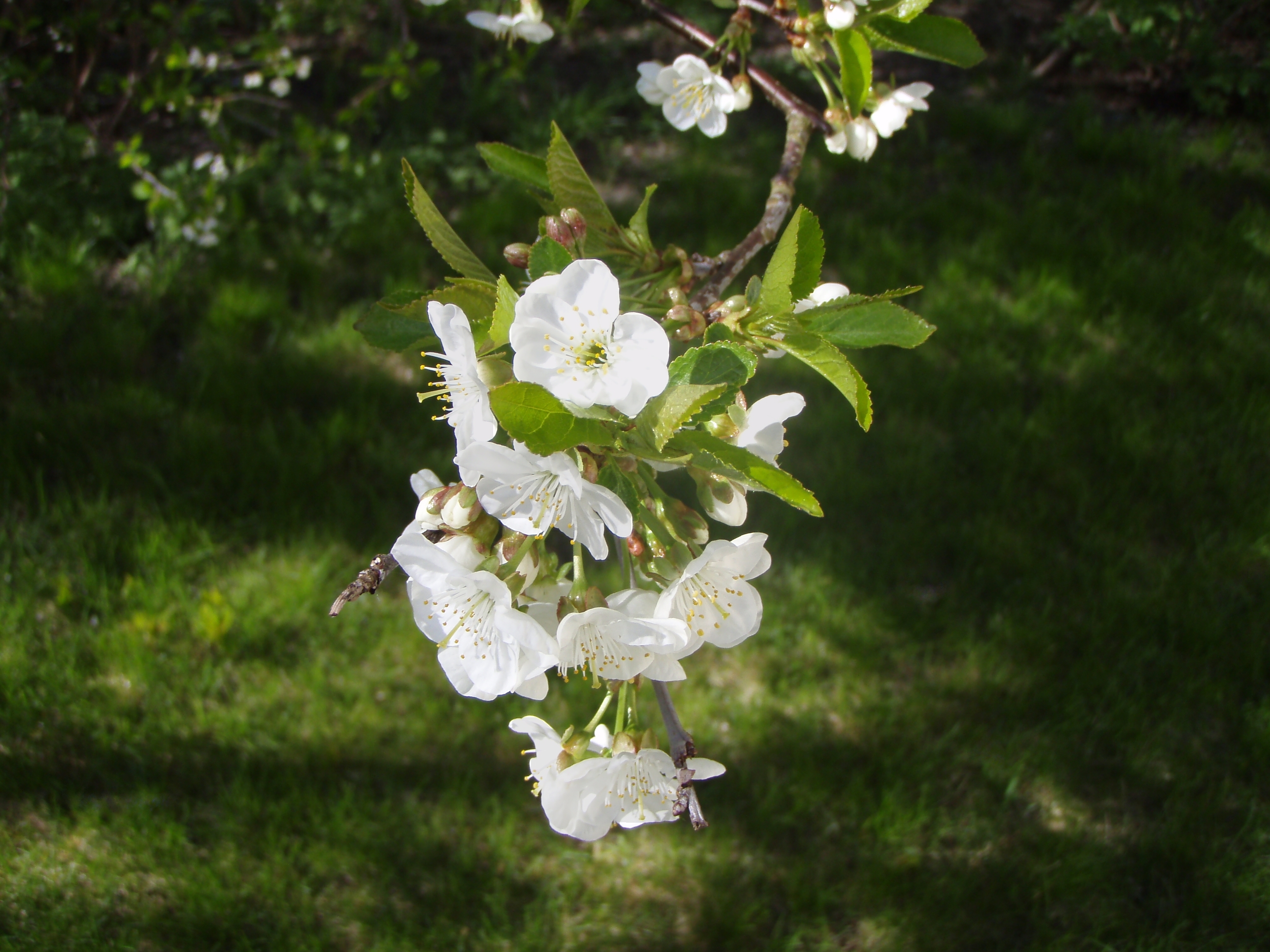 File:Cherry tree flower.JPG - Wikimedia Commons