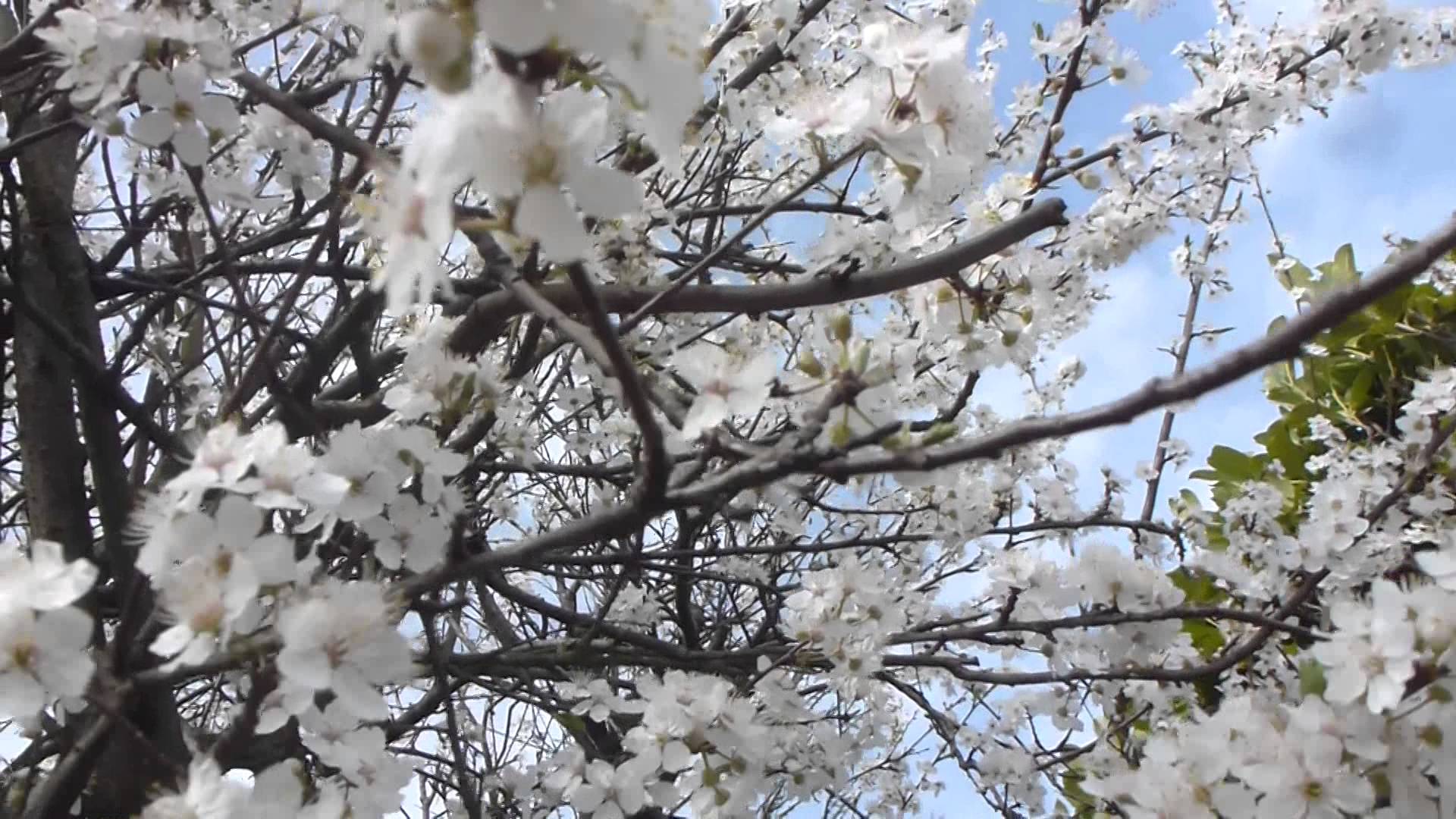 Wild Cherry - Tree blossoms - White Spring flowers - Kirsuberjatré ...