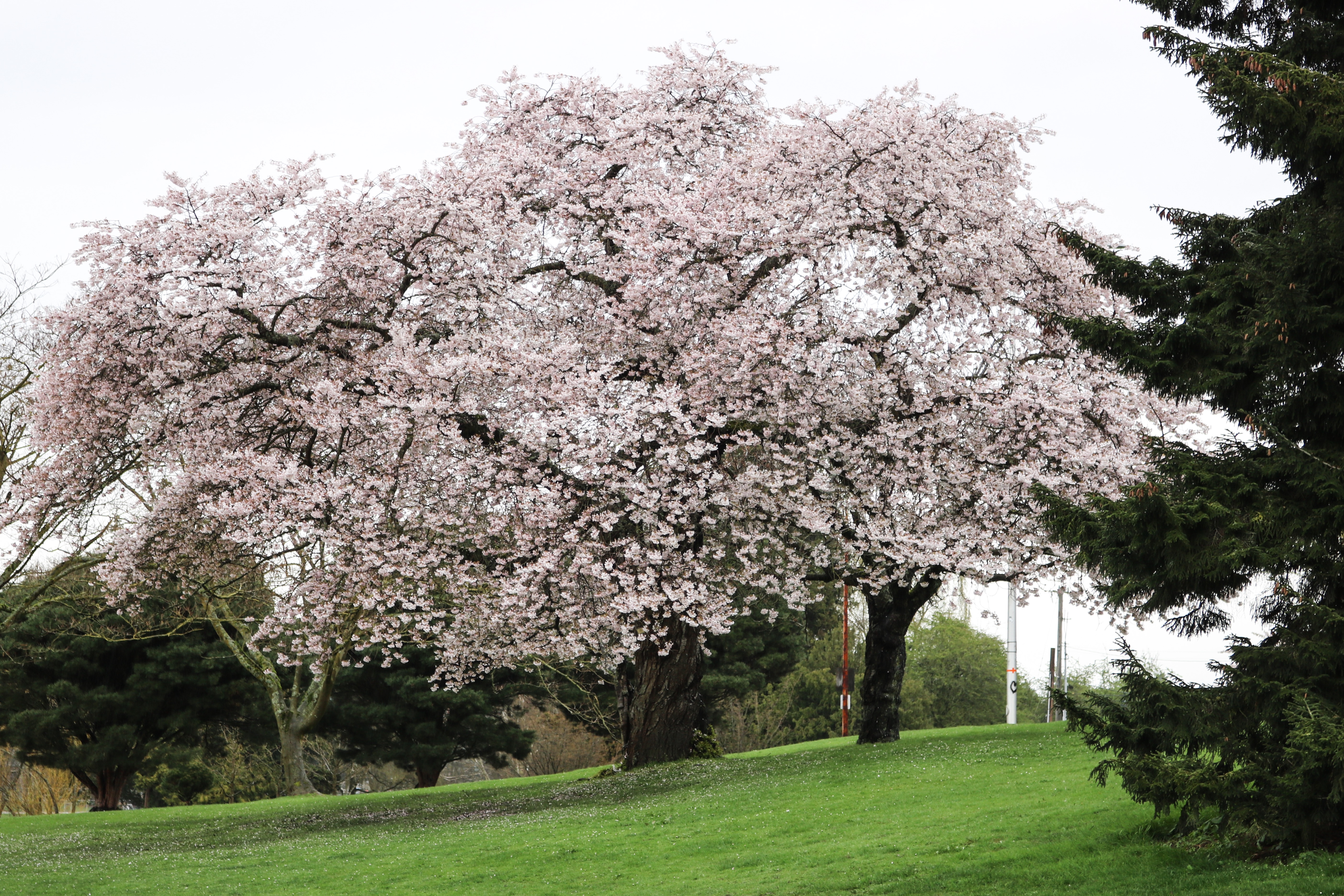 cherry trees | Rosemary's Blog