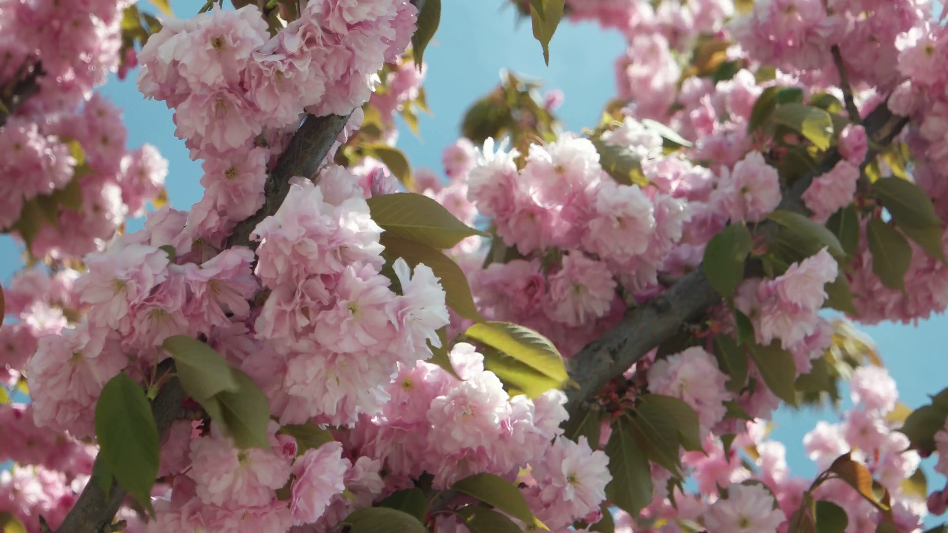 Oriental cherry tree in flowers Stock Video Footage - Videoblocks