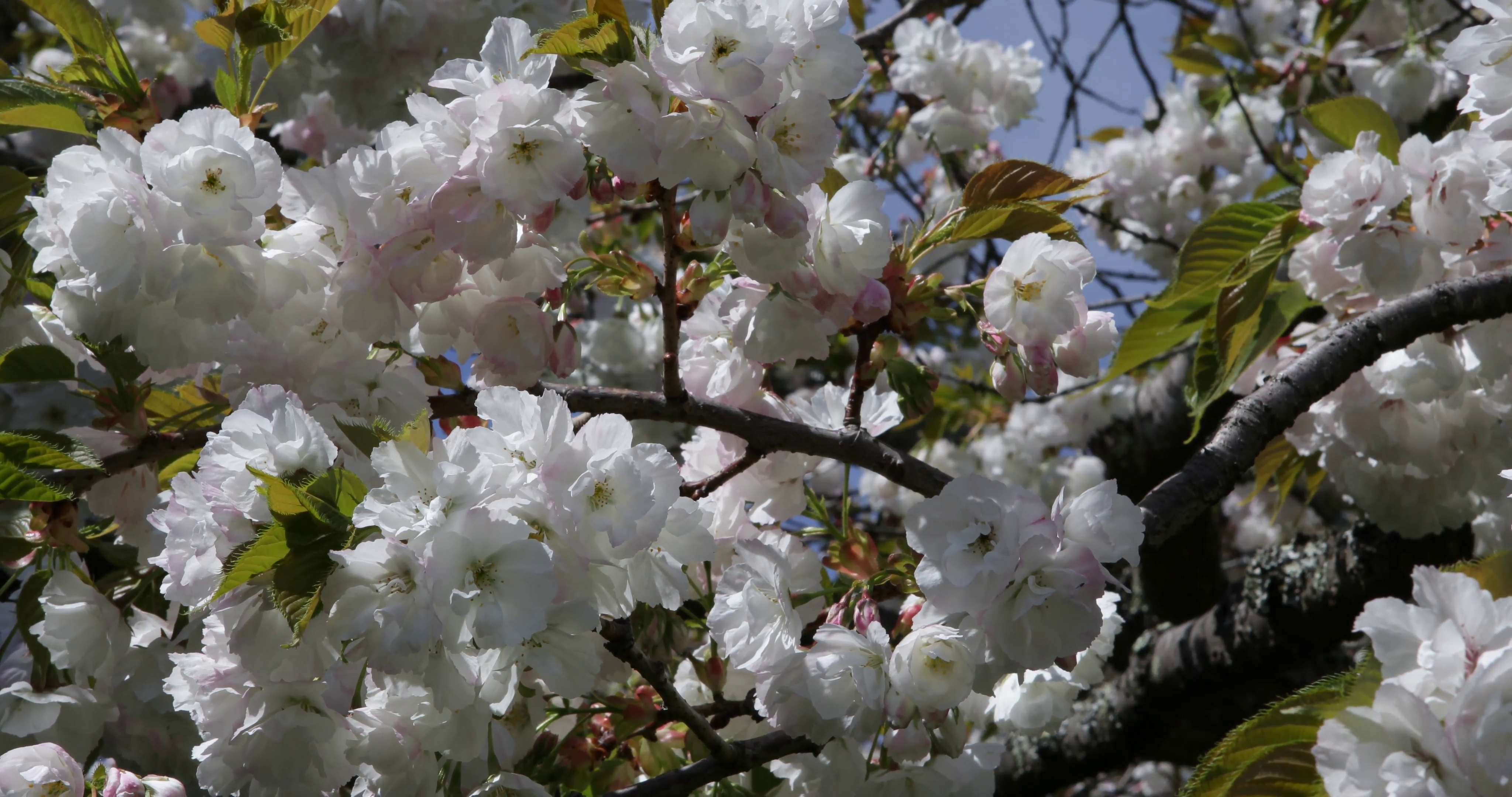 Ultra HD 4K Flower Cherry Tree Blossoms Spring Day White Flowers ...