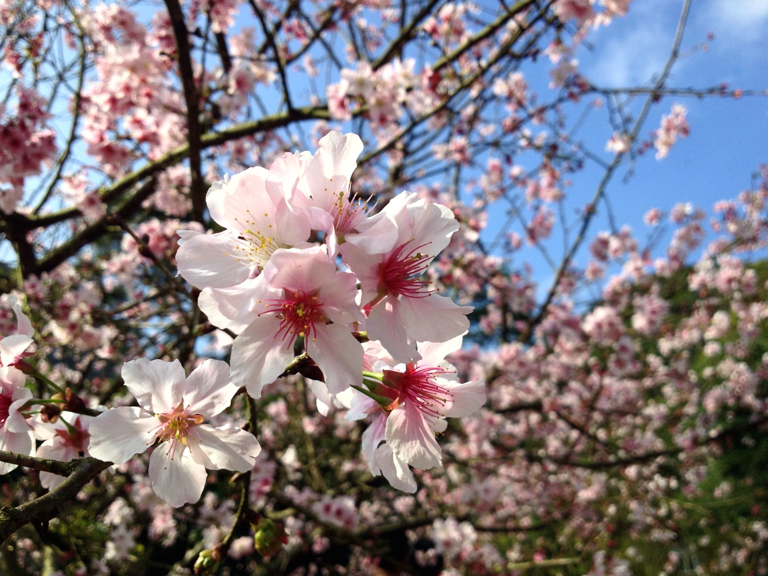 Free picture: cherry tree, blossom, pink flowers, spring