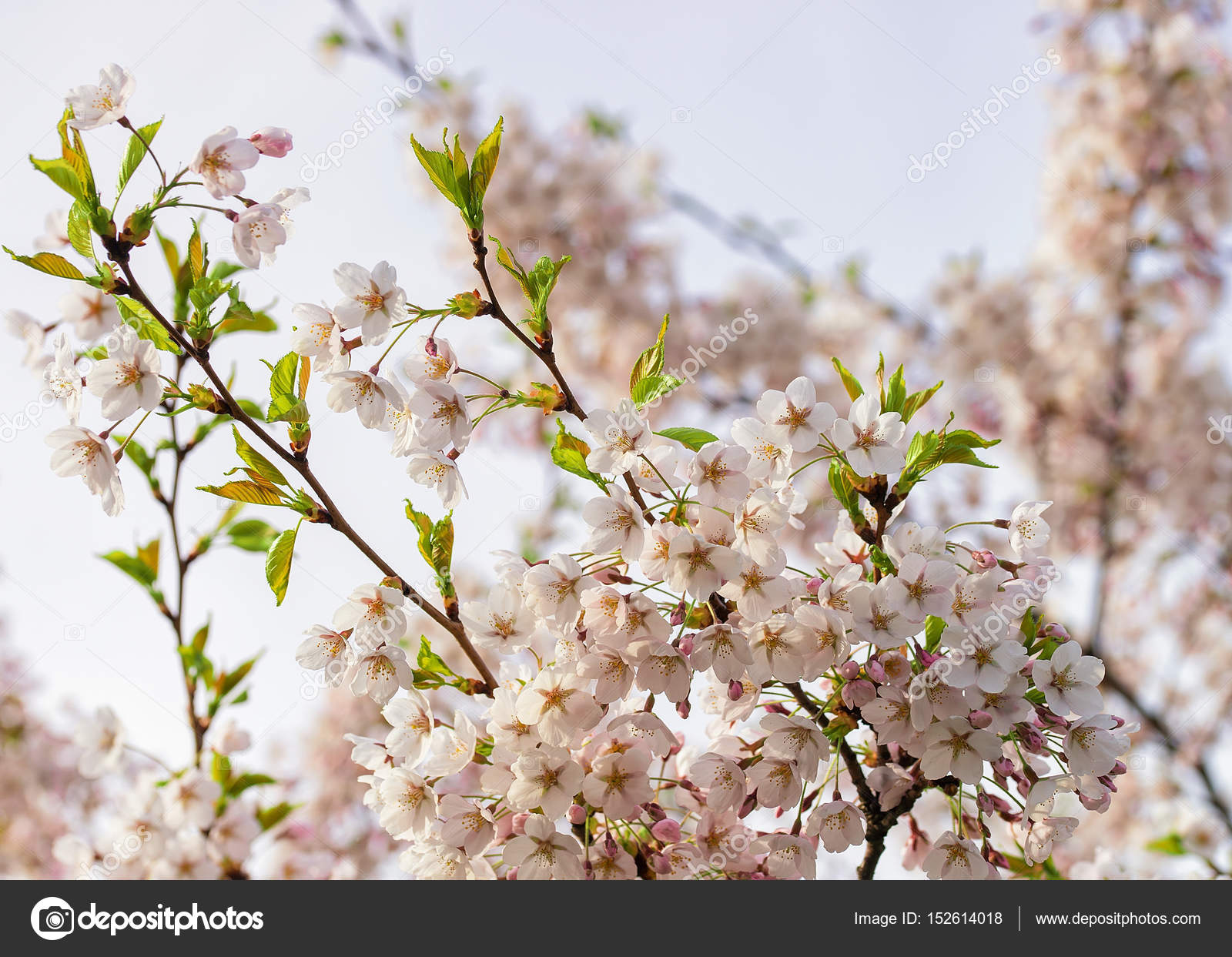 Tender Sakura or cherry tree flowers blossom springtime sunny day ...