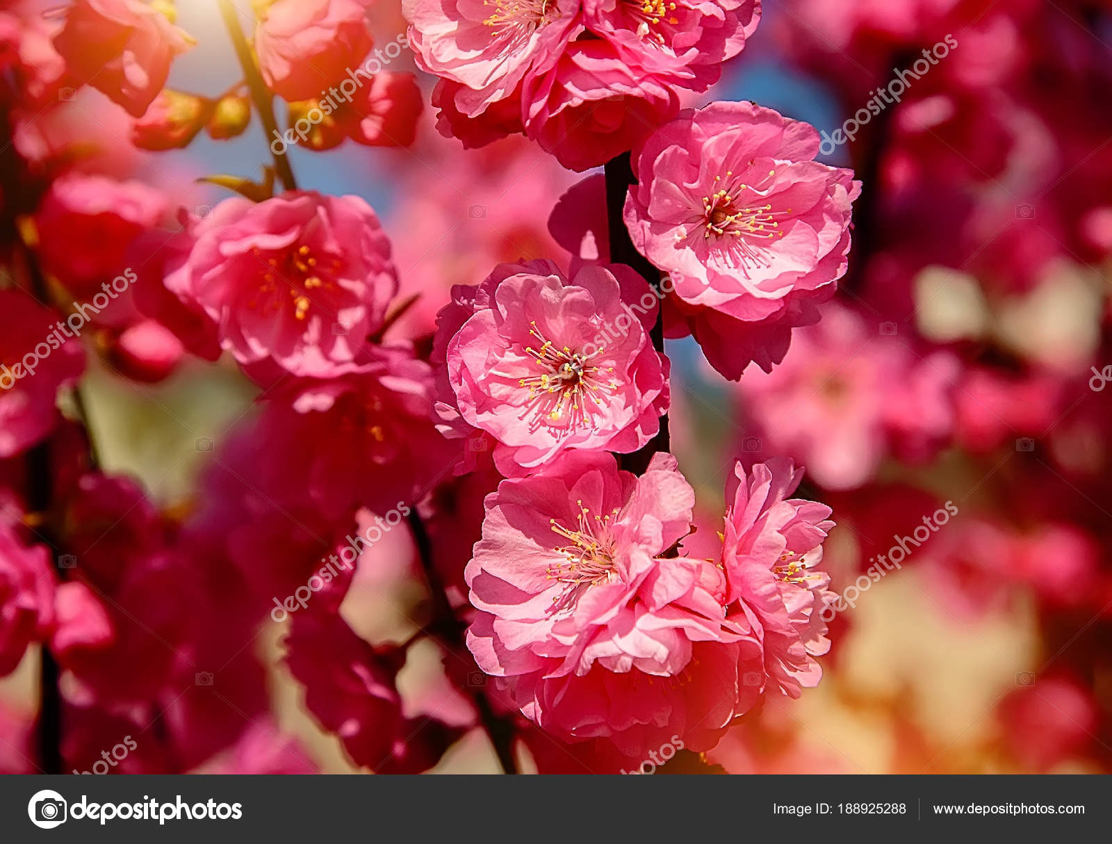 Sakura Cherry Blossom Cherry Tree Flowers Oriental Cherry Blooming ...