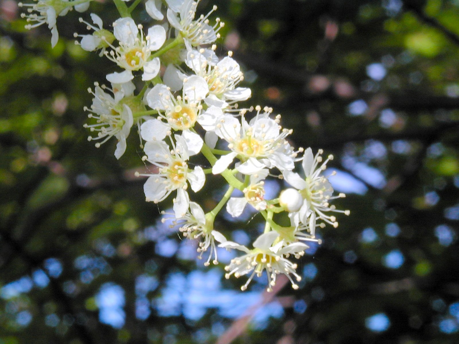 www.perverdonk.com - /wild flowers/trees_and_shrubs/Cherry/Black Cherry/