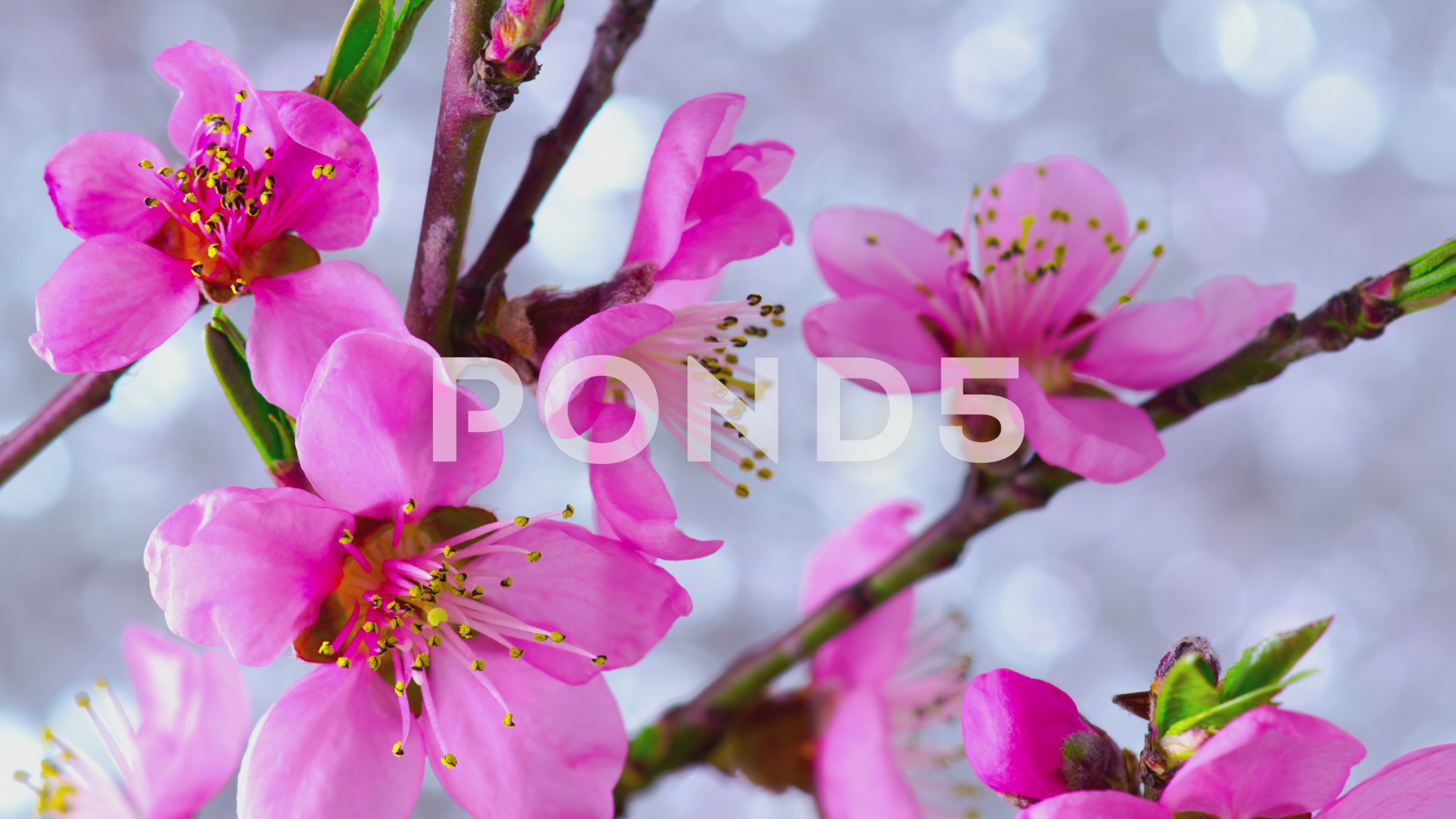 Pink Cherry Tree Flowers. ~ HD & 4K Stock Footage #62503108