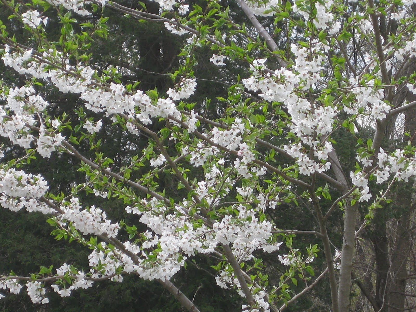 A Great Tree: Fragrant Yoshino Cherry