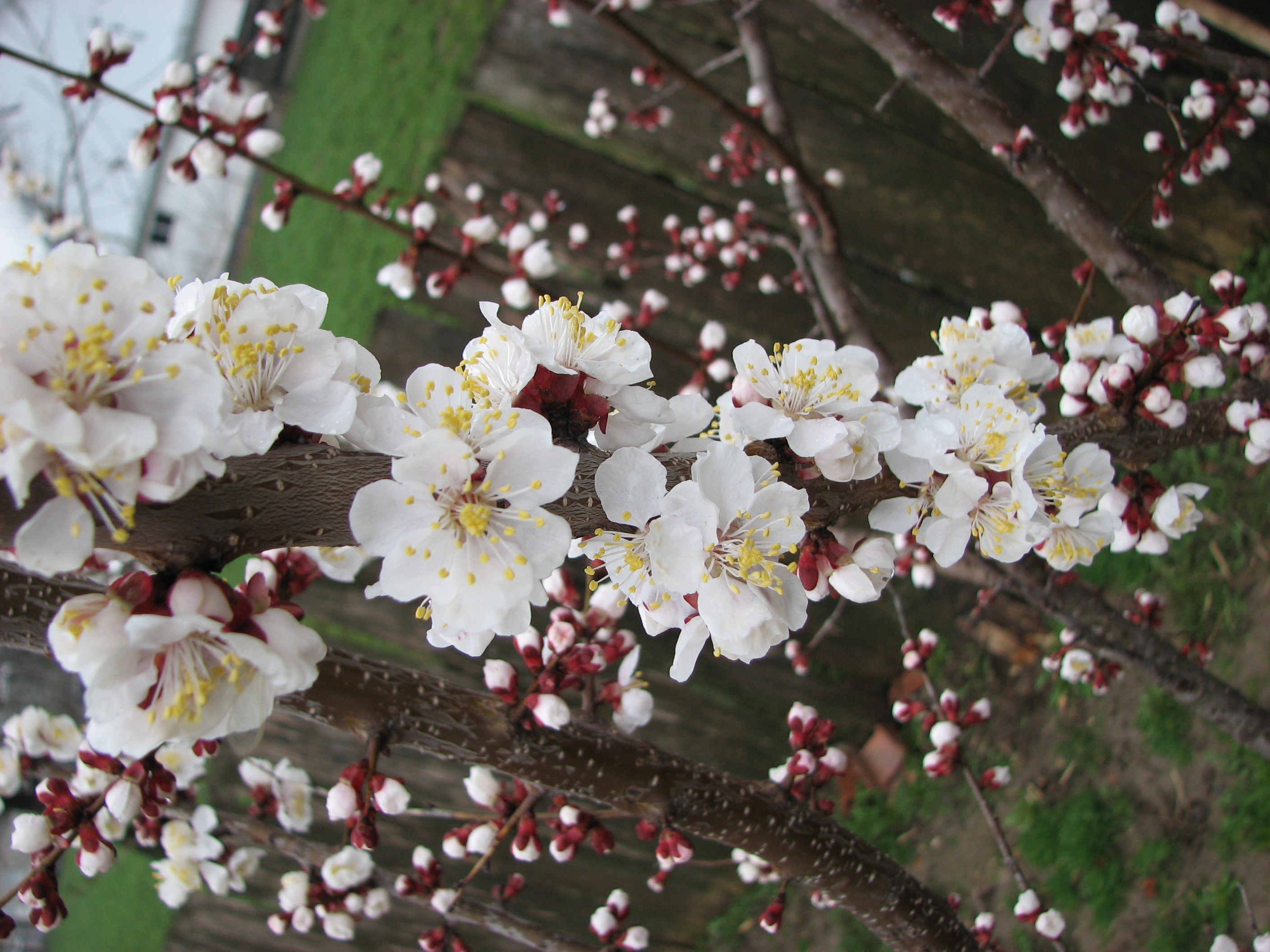 File:Cherry tree flowers (2396740612).jpg - Wikimedia Commons