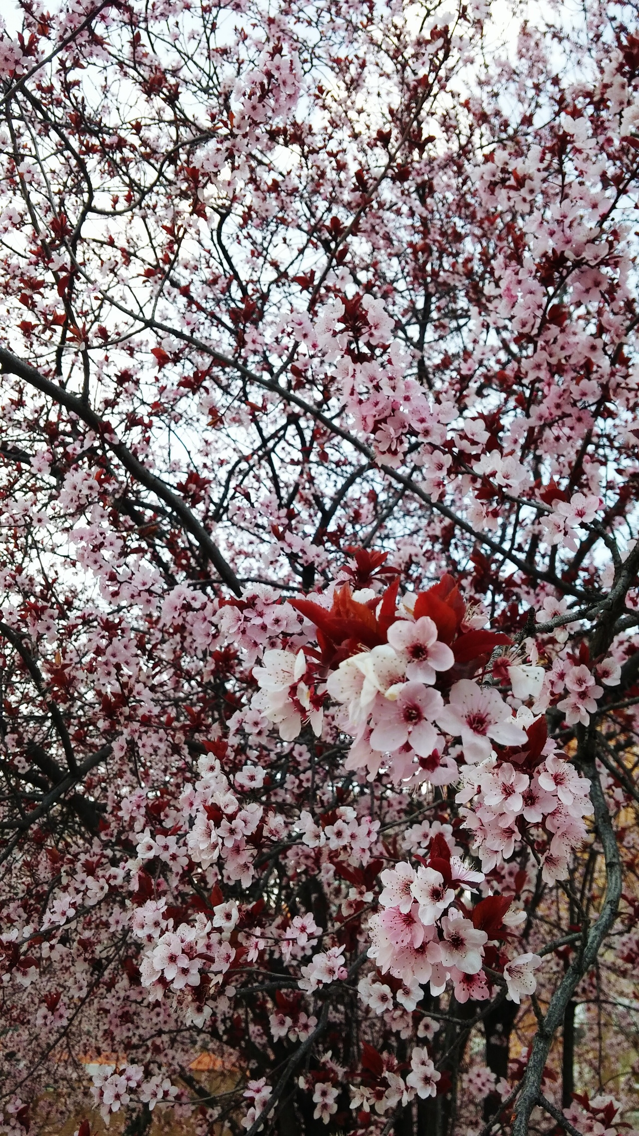 Foap.com: Cherry tree flowers | jjfarq, blossom, branch, bud stock ...
