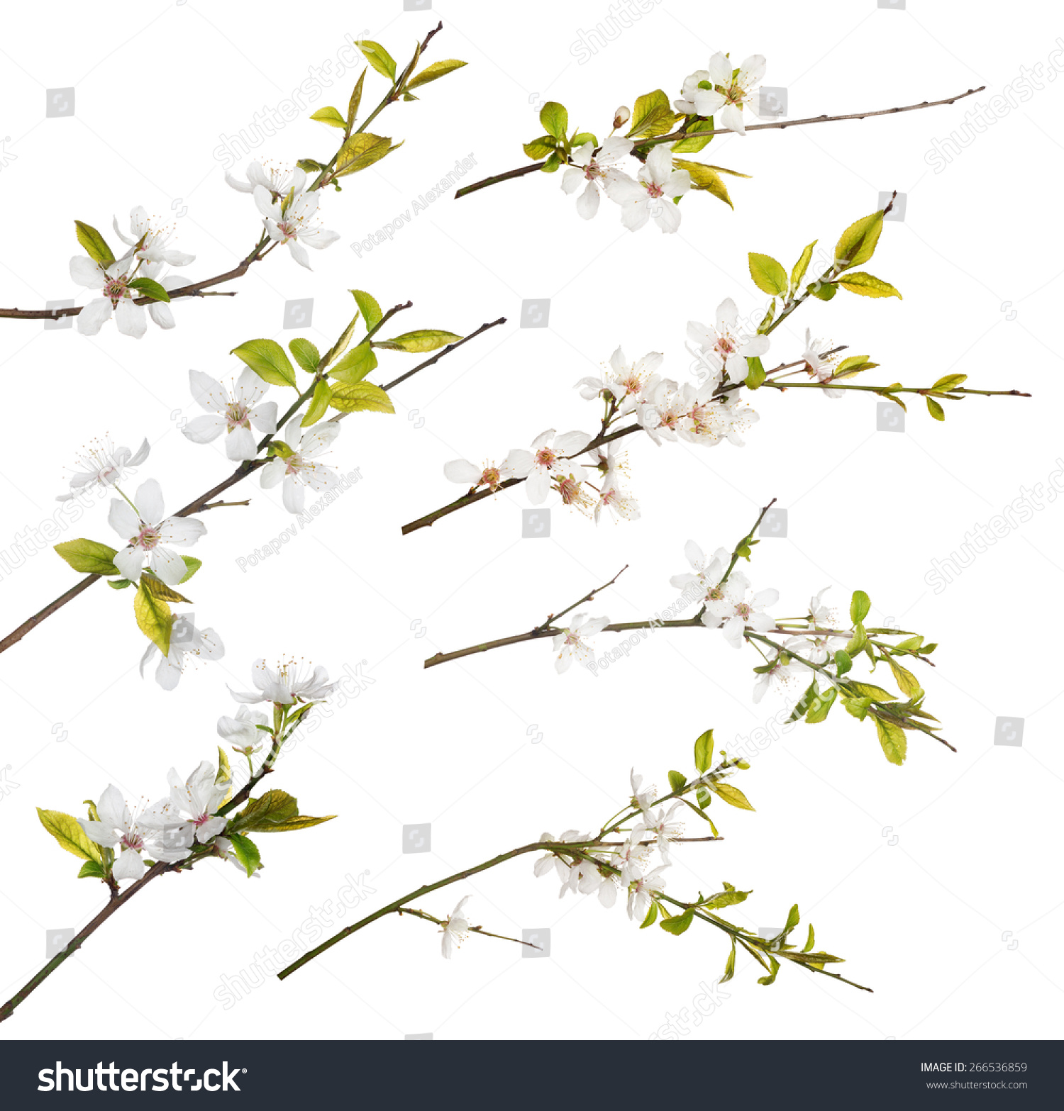 Cherry Tree Flowers Isolated On White Stock Photo 266536859 ...
