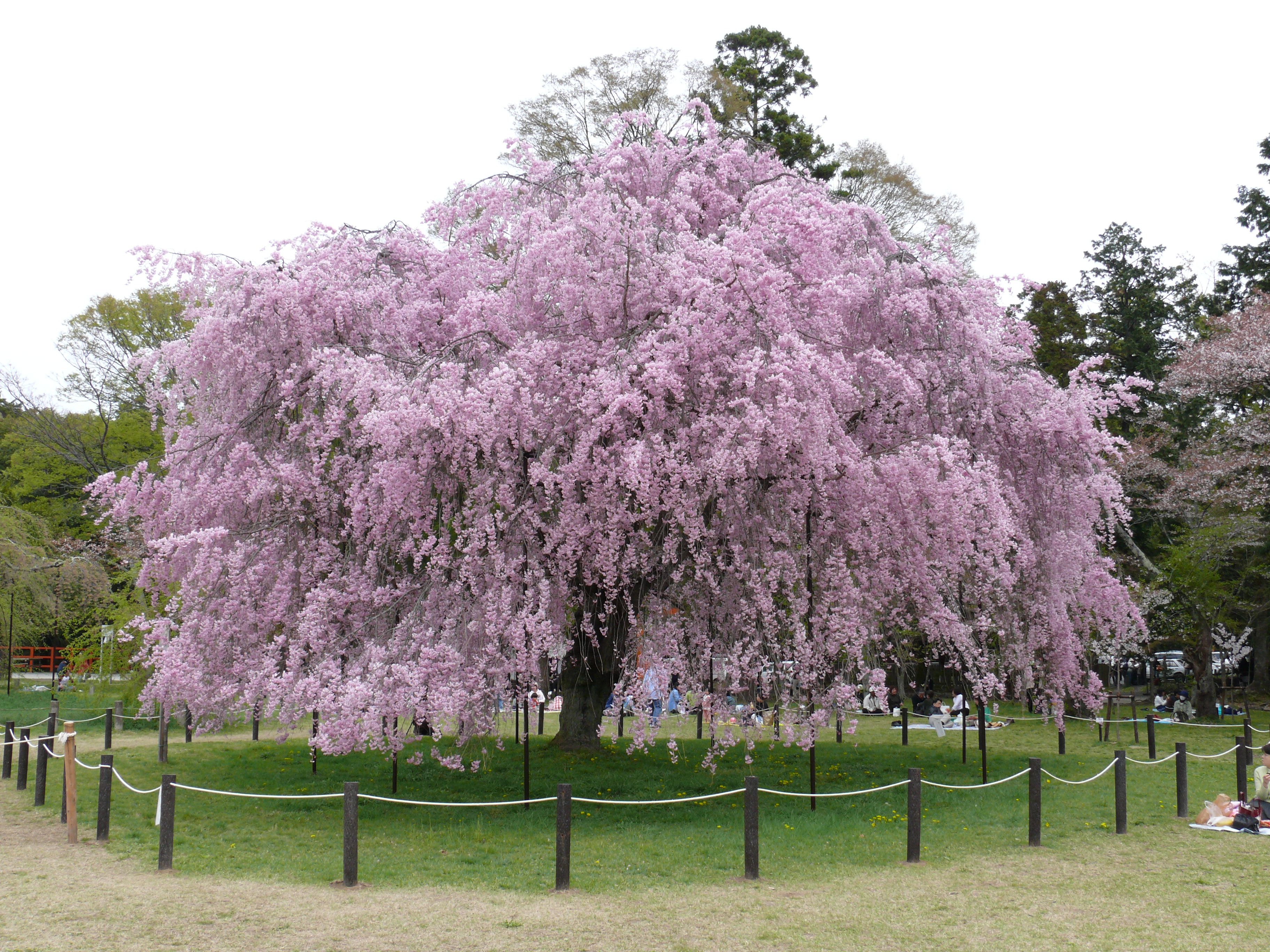 Flowering ornamental weeping cherry tree | Trees | Pinterest ...