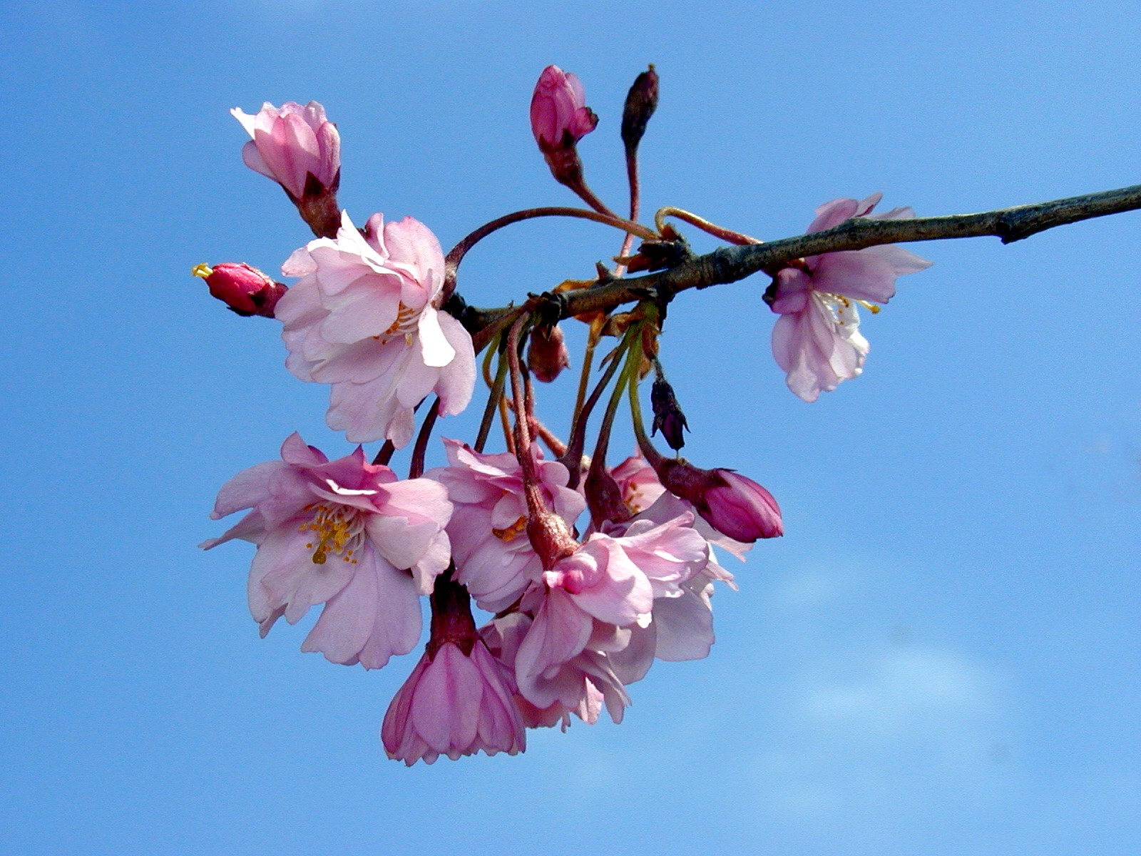 200004180829 weeping cherry tree flowers - Oakland Co, MI