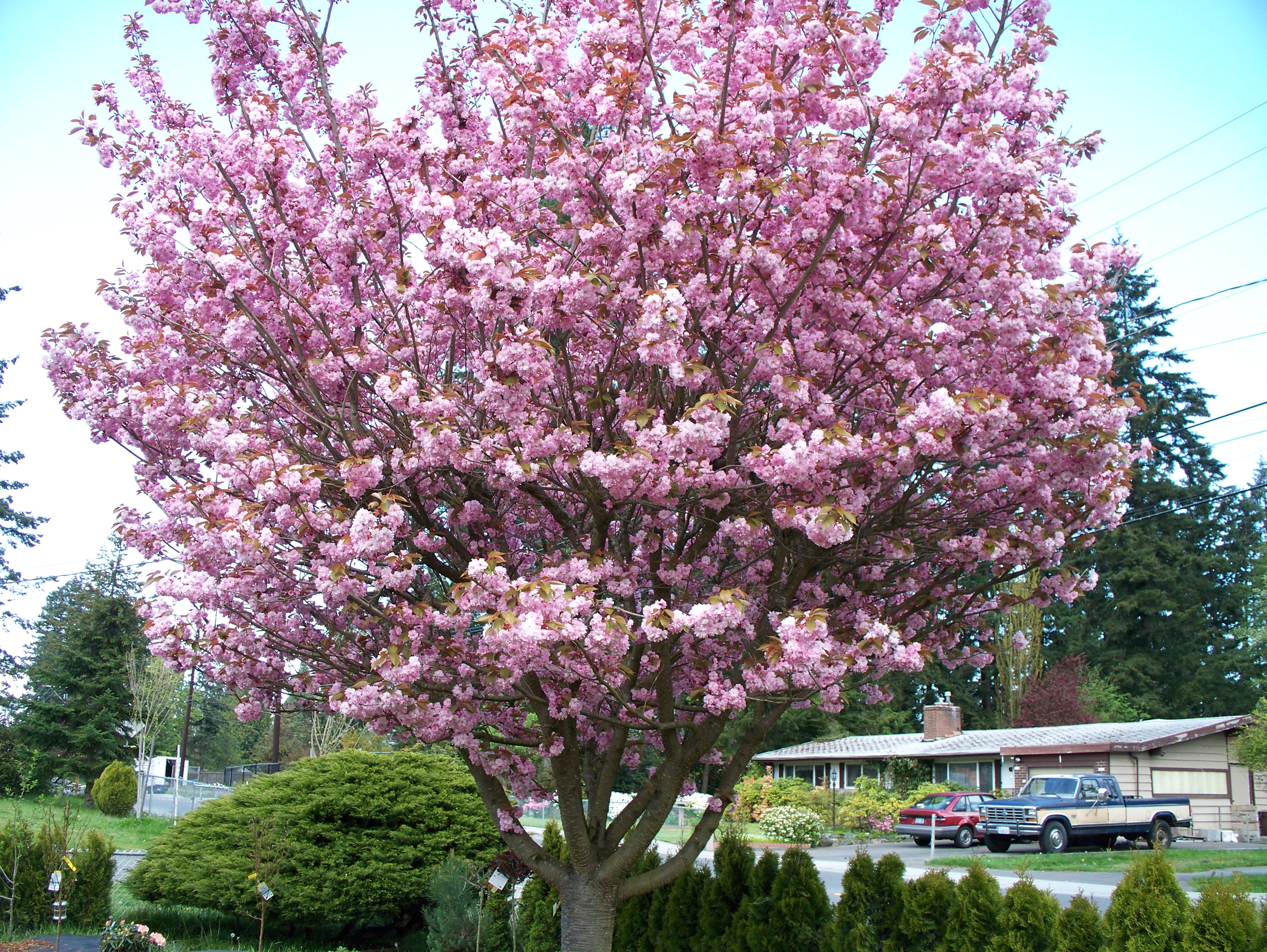 Дерево с розовыми цветами название фото с названием