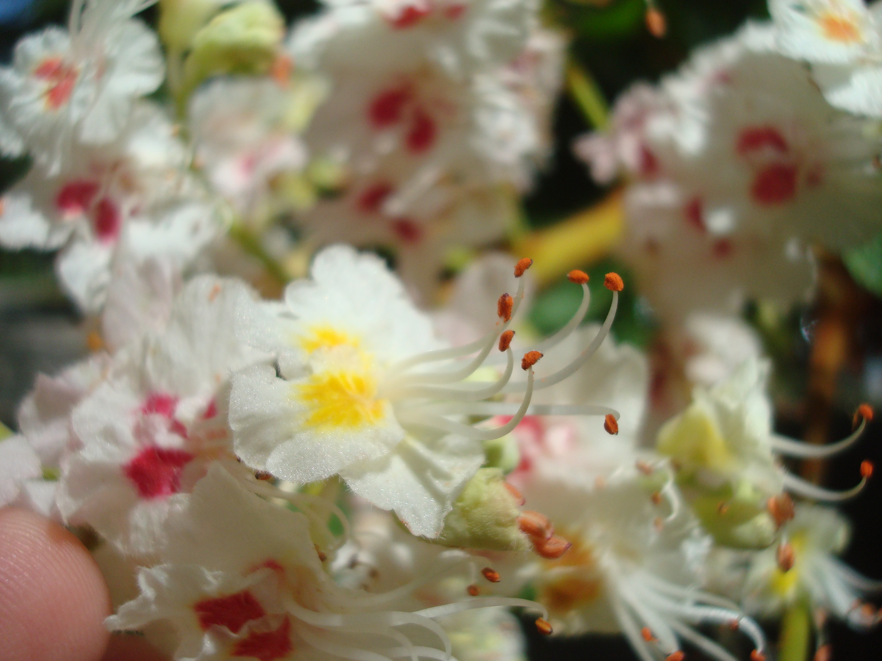 Chestnut blossom photo