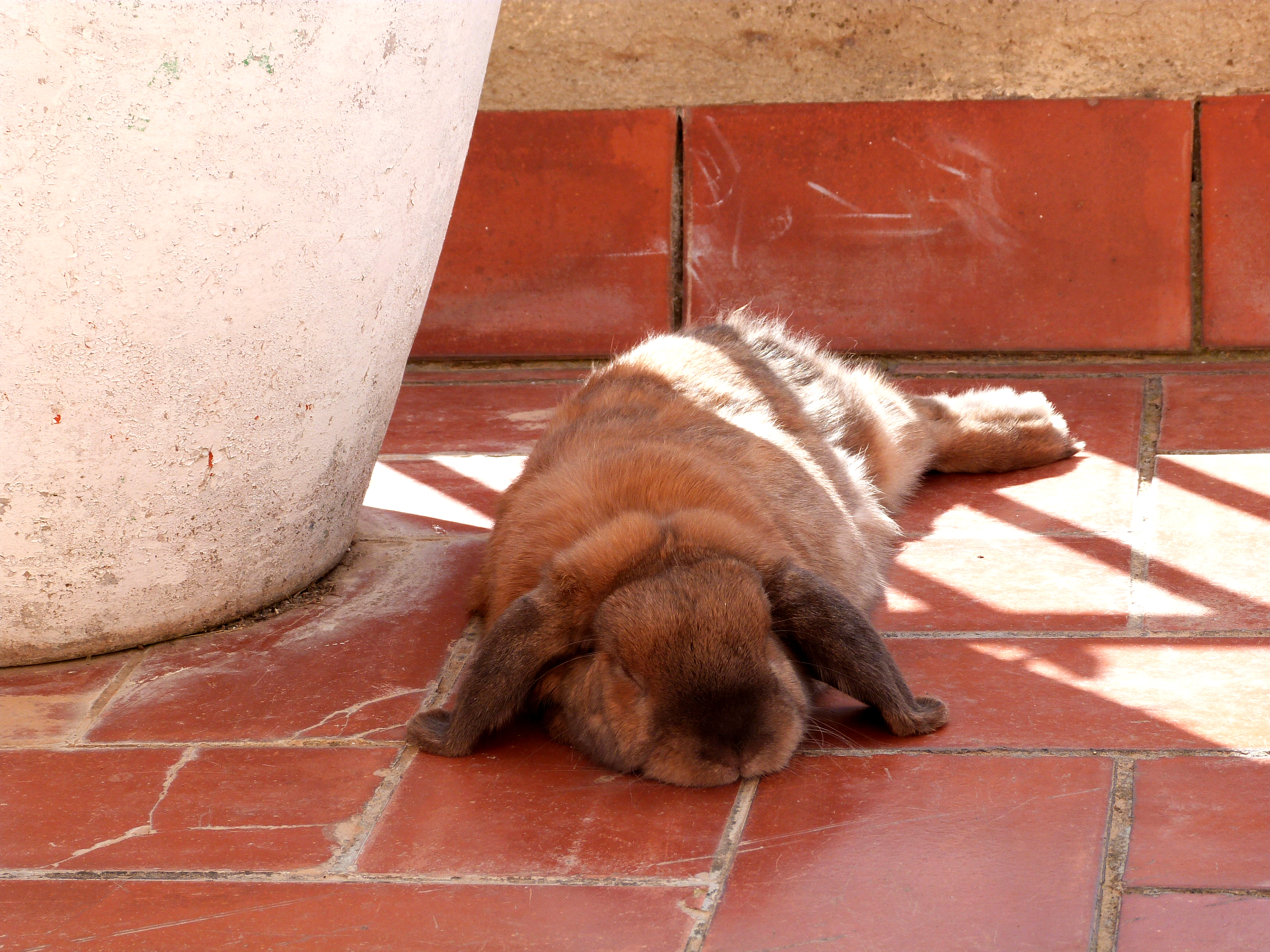 Chewbacca's extreme napping, Animal, Lop, Relaxed, Rabbit, HQ Photo