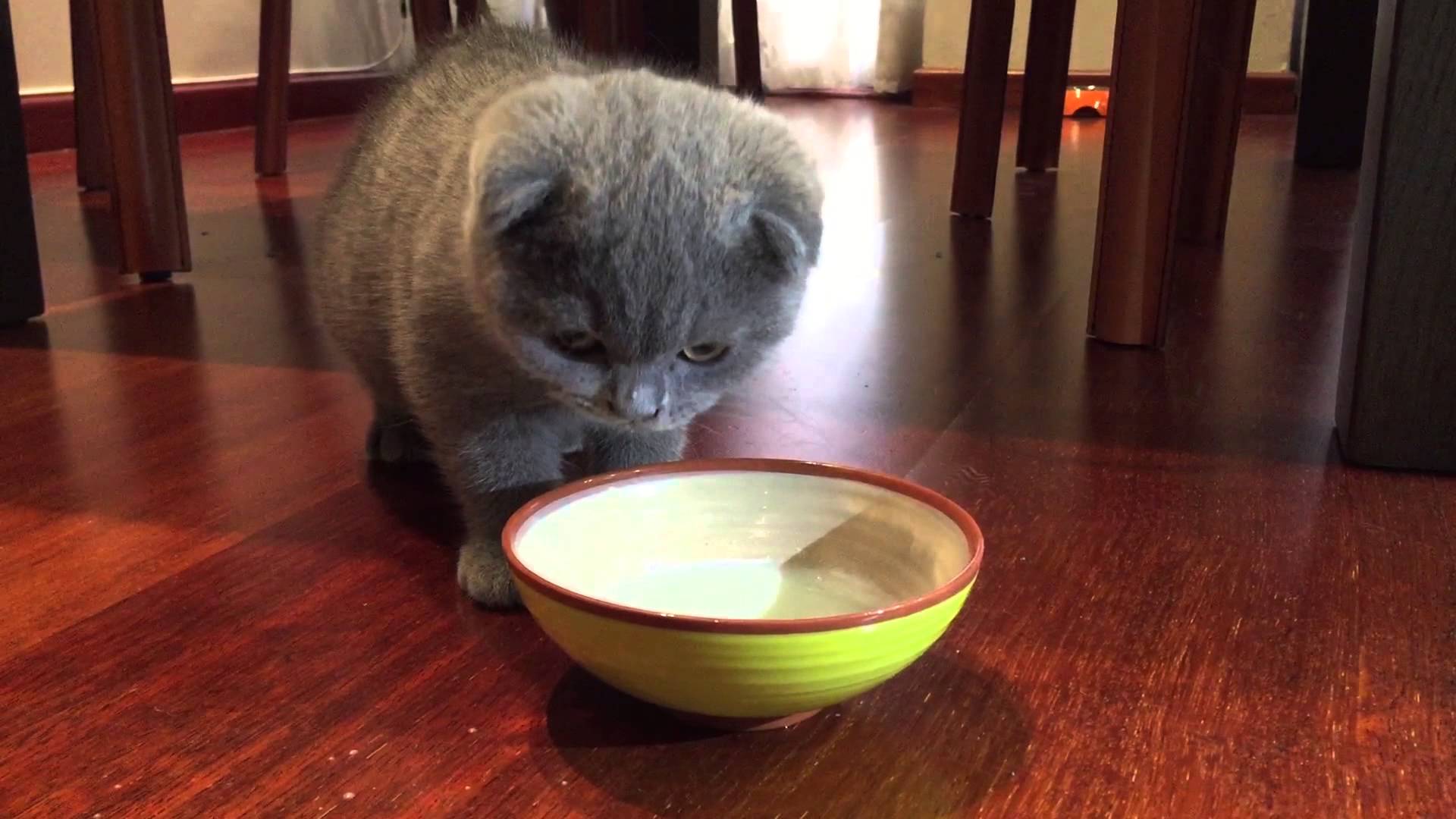 Kitty drinks milk first time! - Worried Cat - YouTube