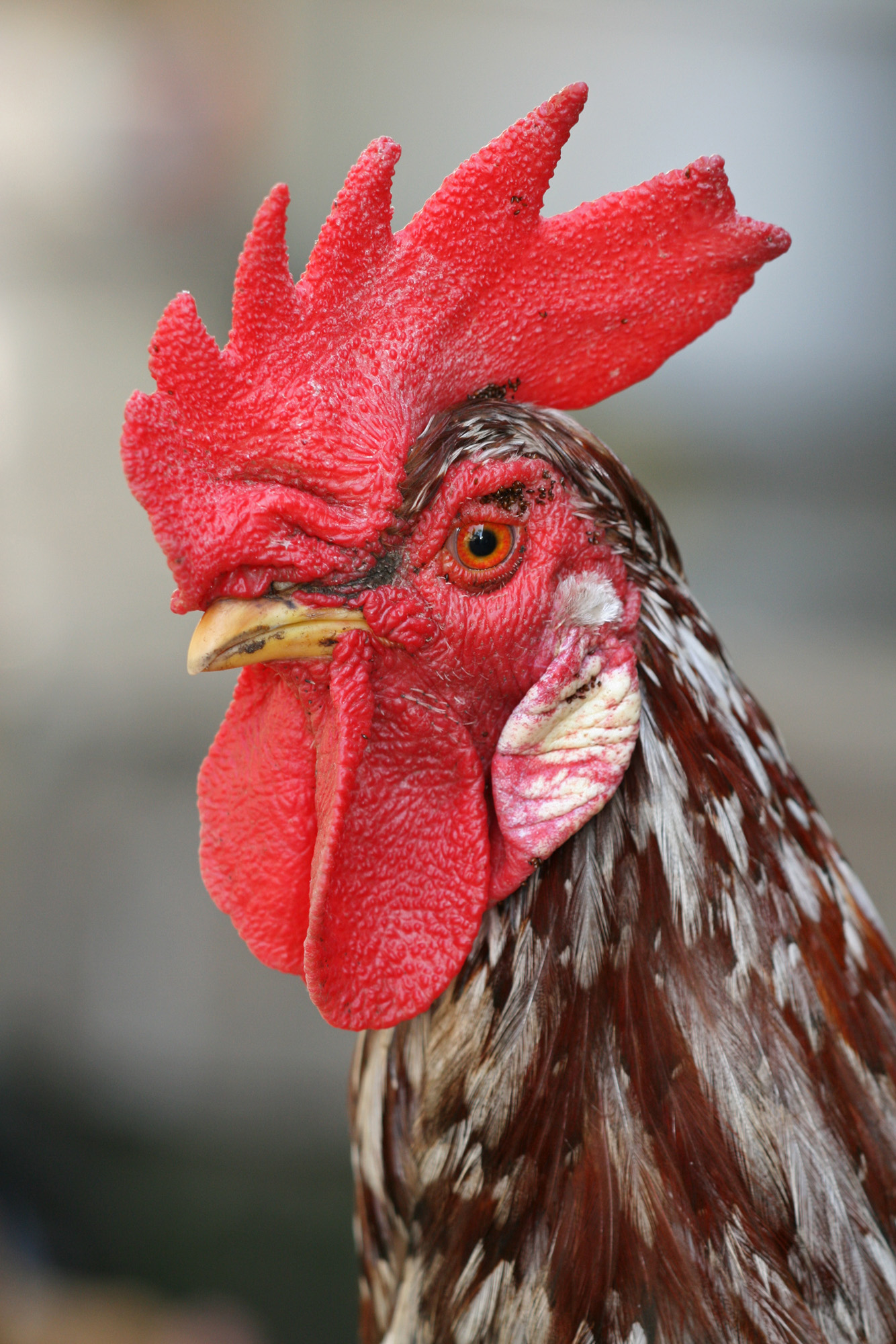 Chicken - Wikipedia
