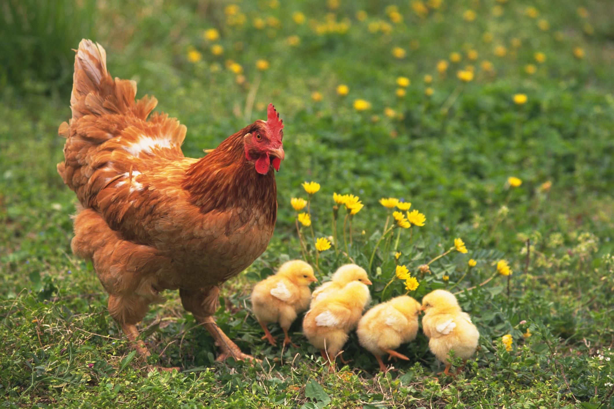 How to Hatch Chicks With a Broody Hen