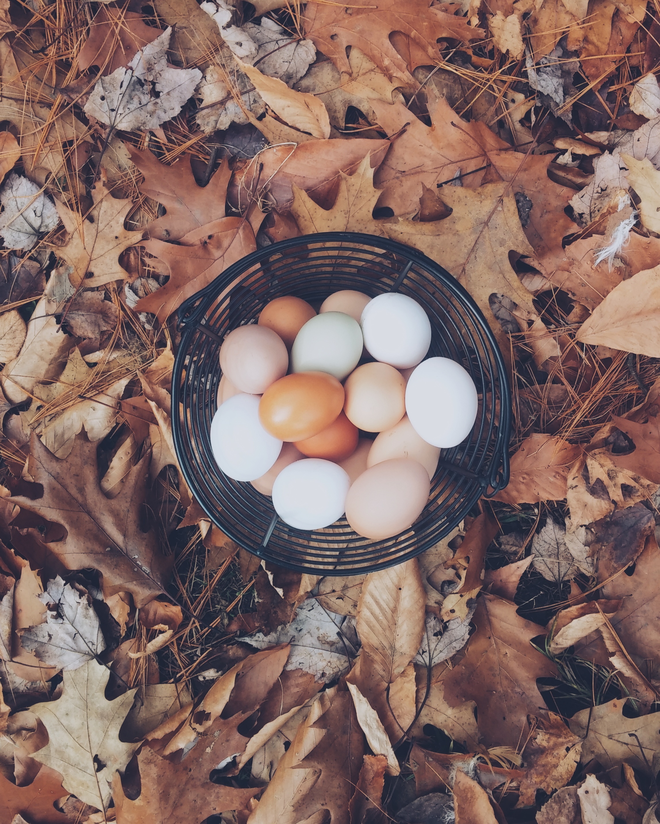 Chicken eggs photo