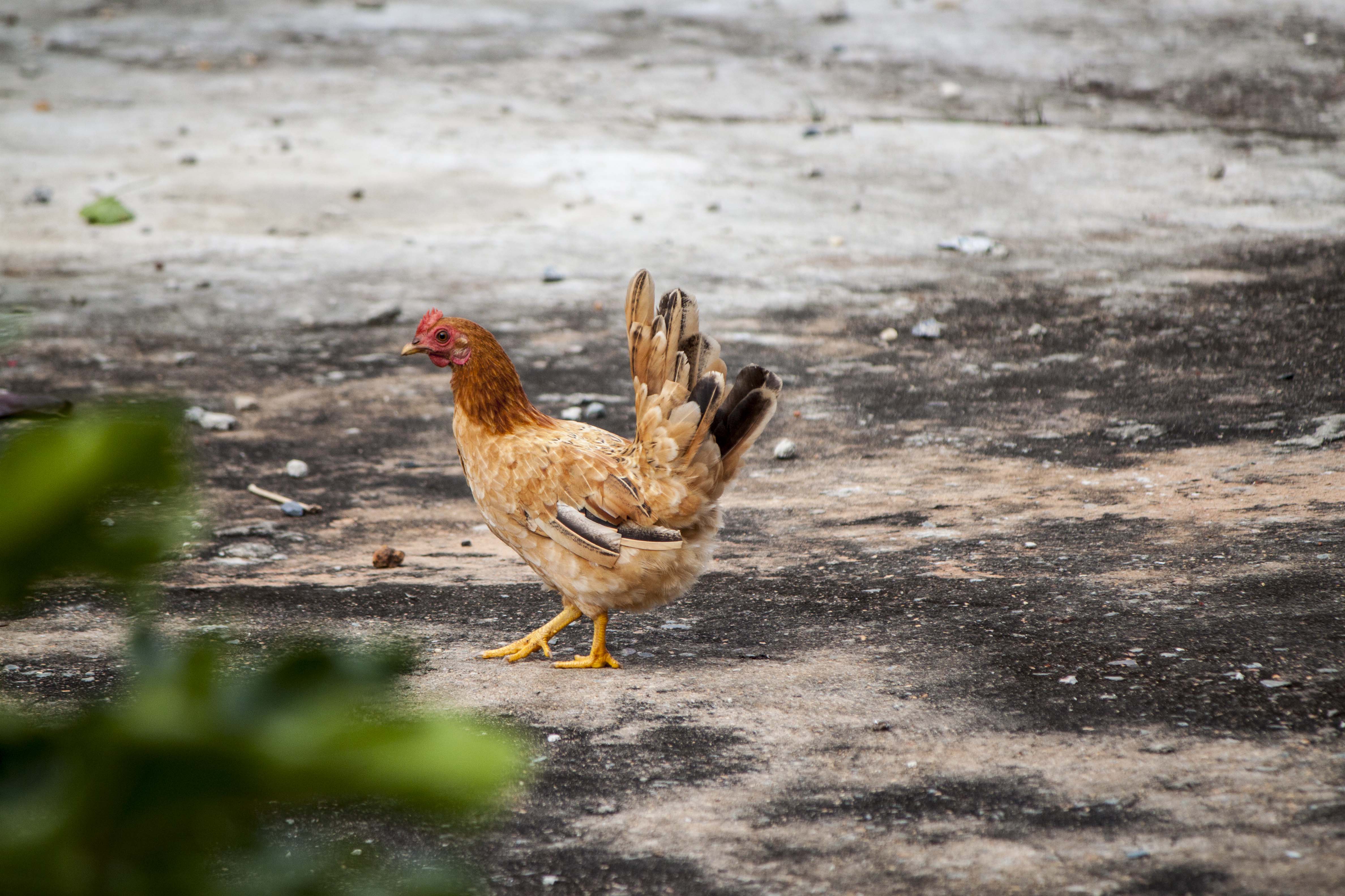 Chicken walking on concrete ground photo