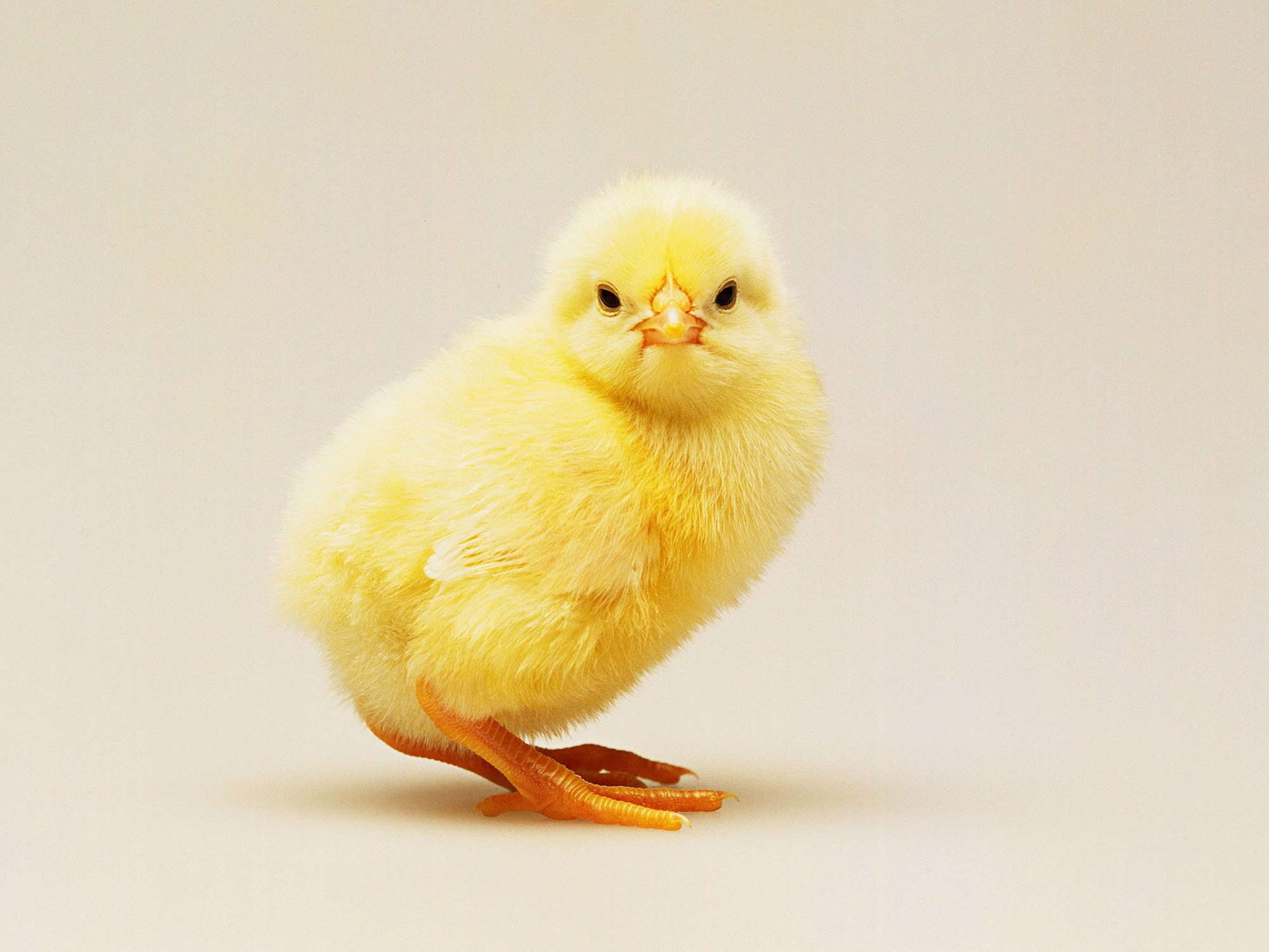 How Egg Farms Will Stop Killing Millions of Male Chicks | WIRED