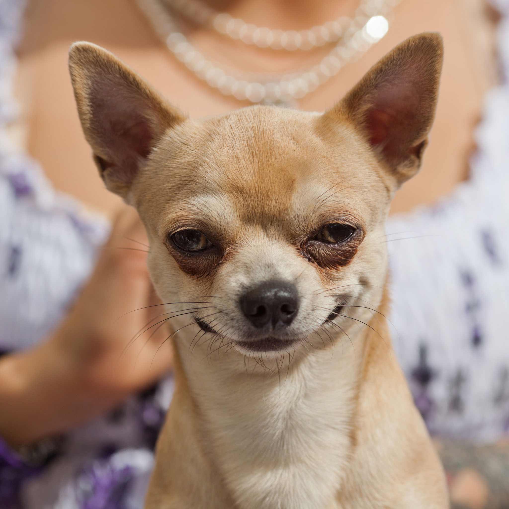Chihuahua Dog Breed » Information, Pictures, & More