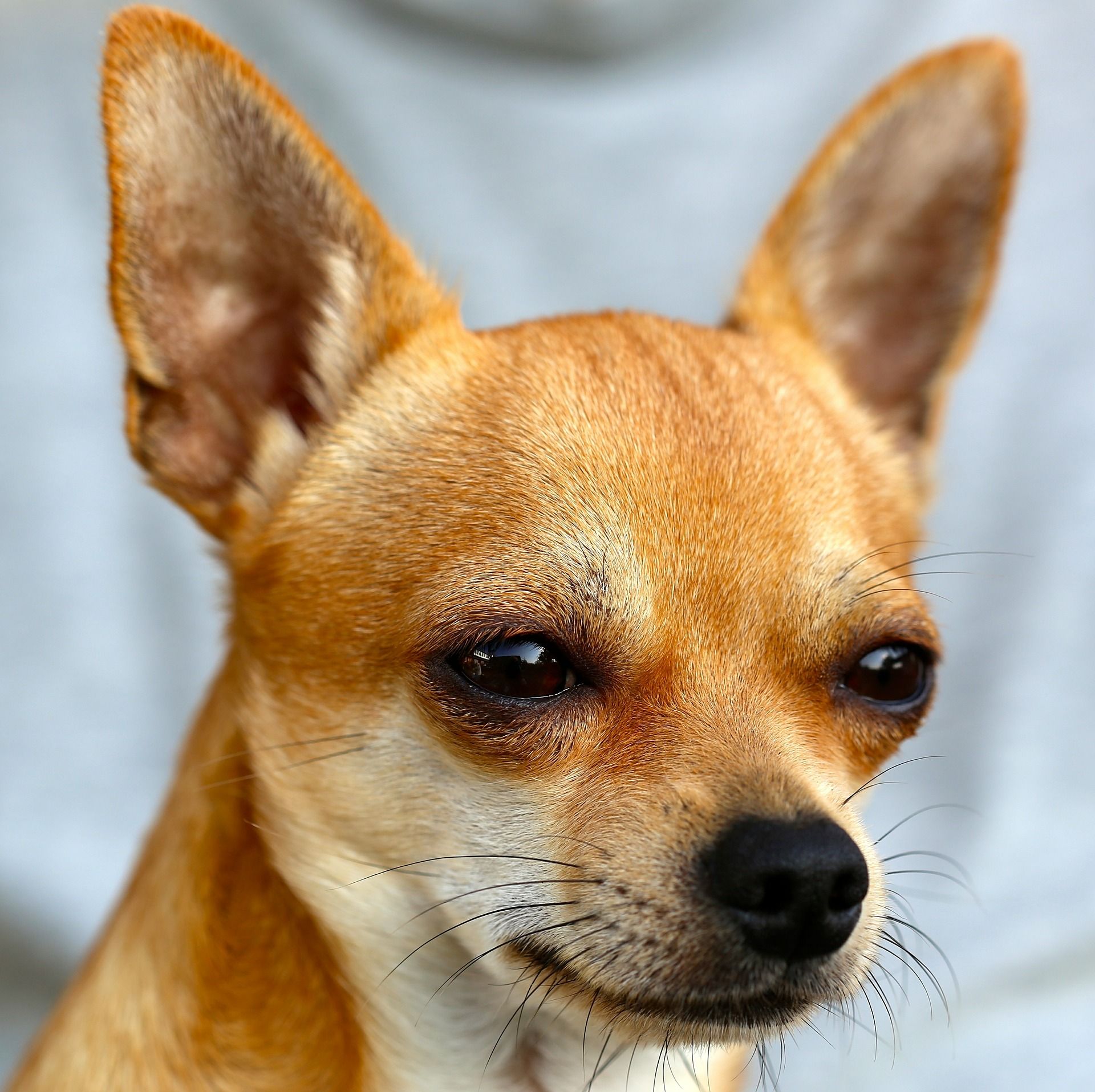 Chihuahua | Earth AND World | Pinterest | Apple head chihuahua, Dog ...