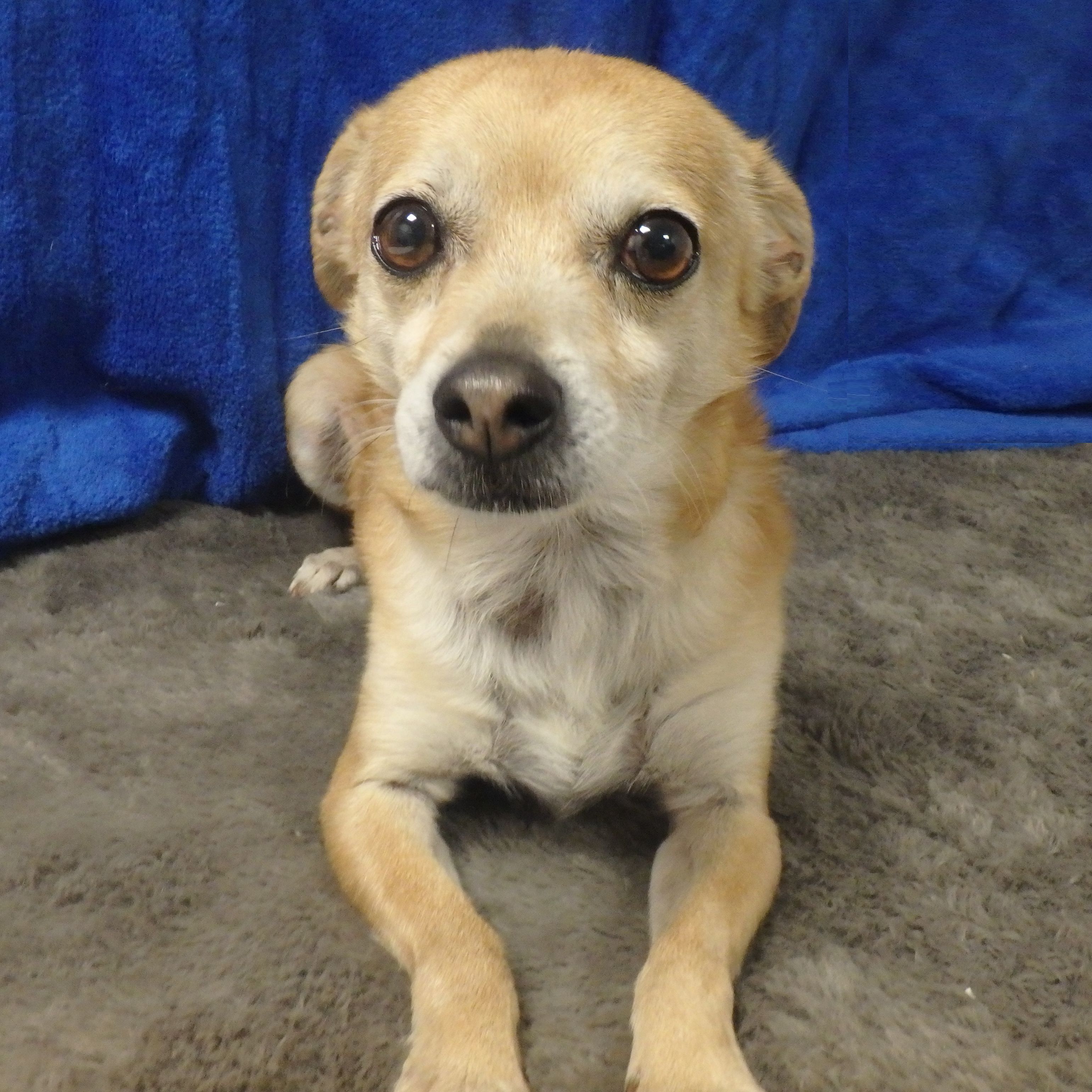 Chihuahua mix Brody needs a new best friend – Daily News