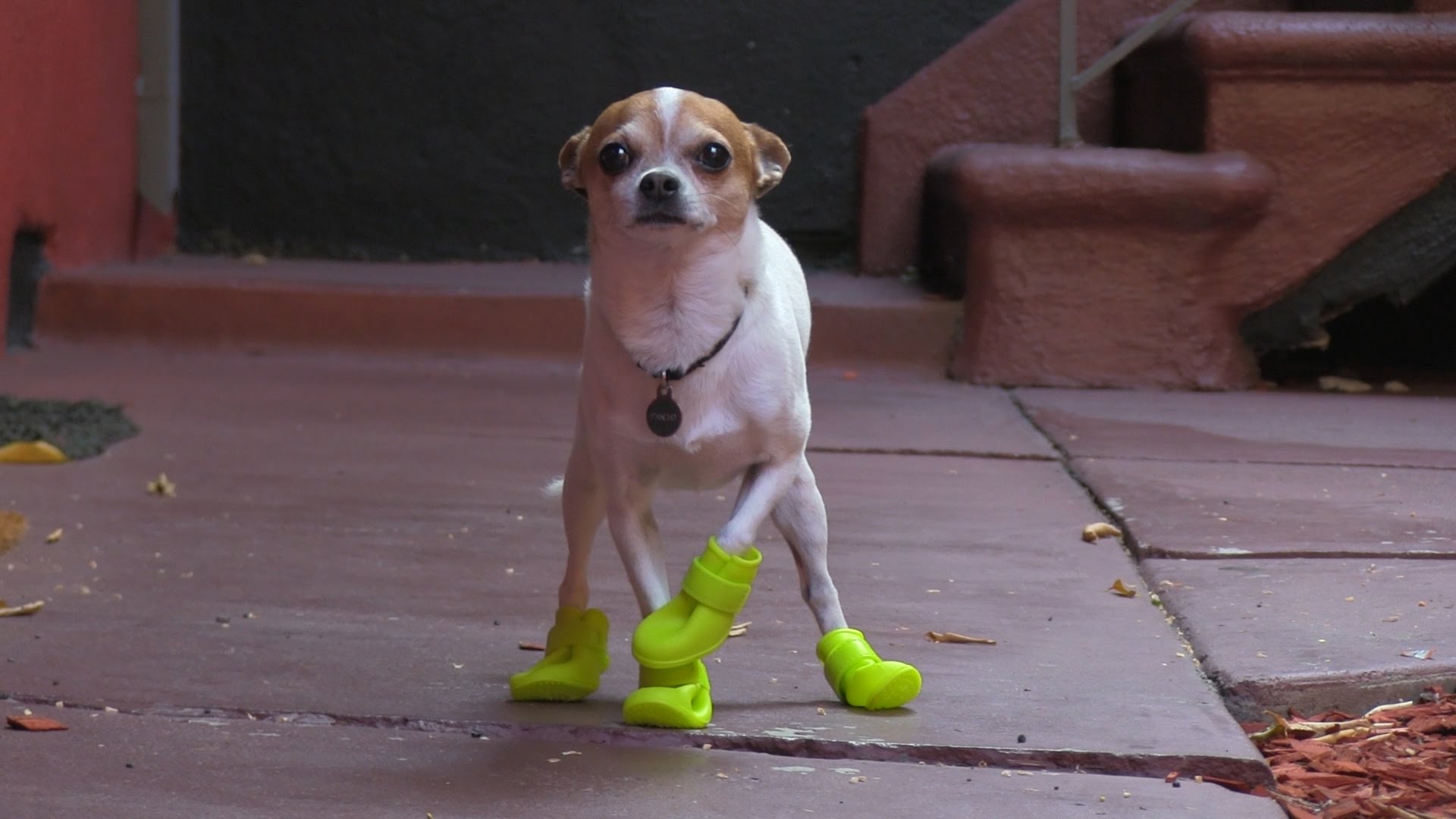 Chihuahua tries boots for the first time - YouTube