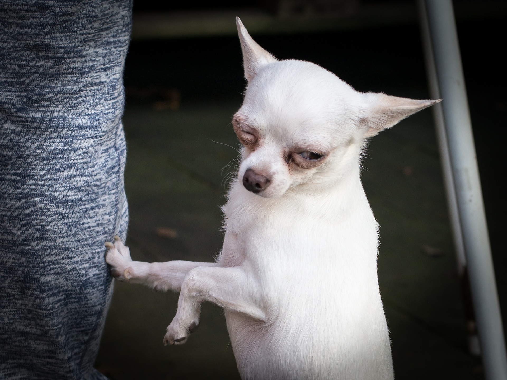 Neurological and Seizure Disorders in Chihuahuas, Guide and Advices ...