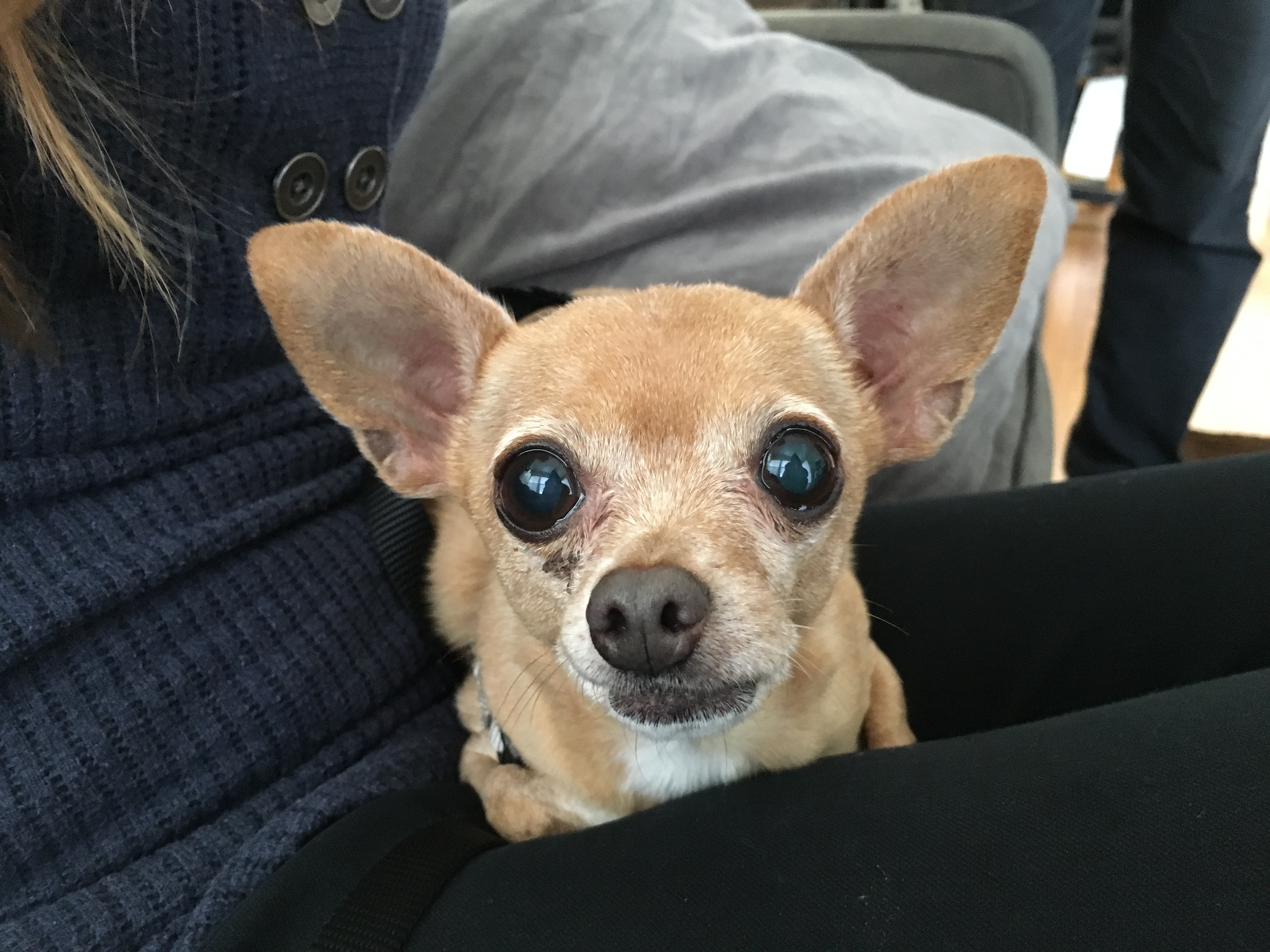 Helping a Fearful Chihuahua Regain Her Confidence: Dog Gone Problems