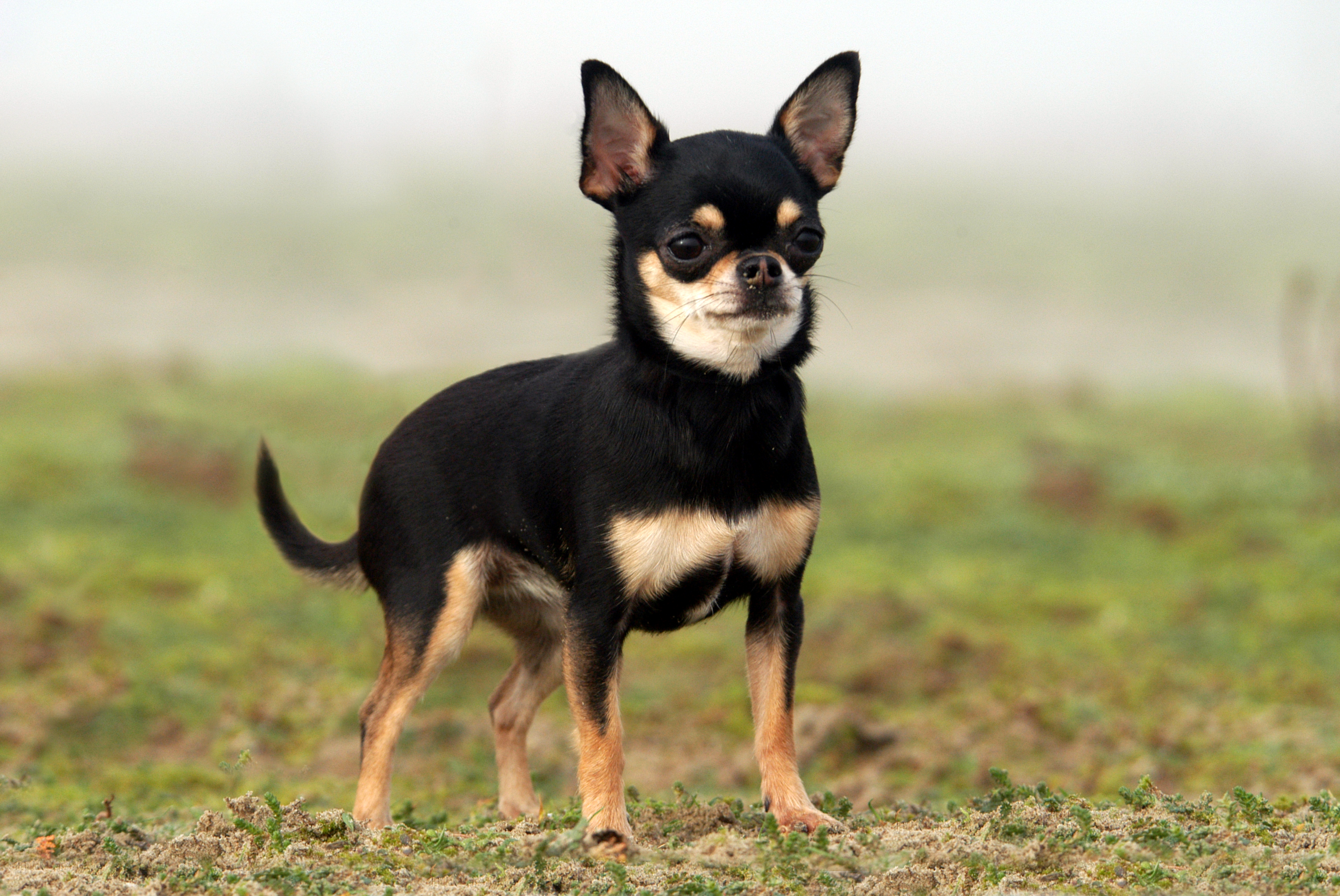 Chihuahua smooth-haired, females – wds2018