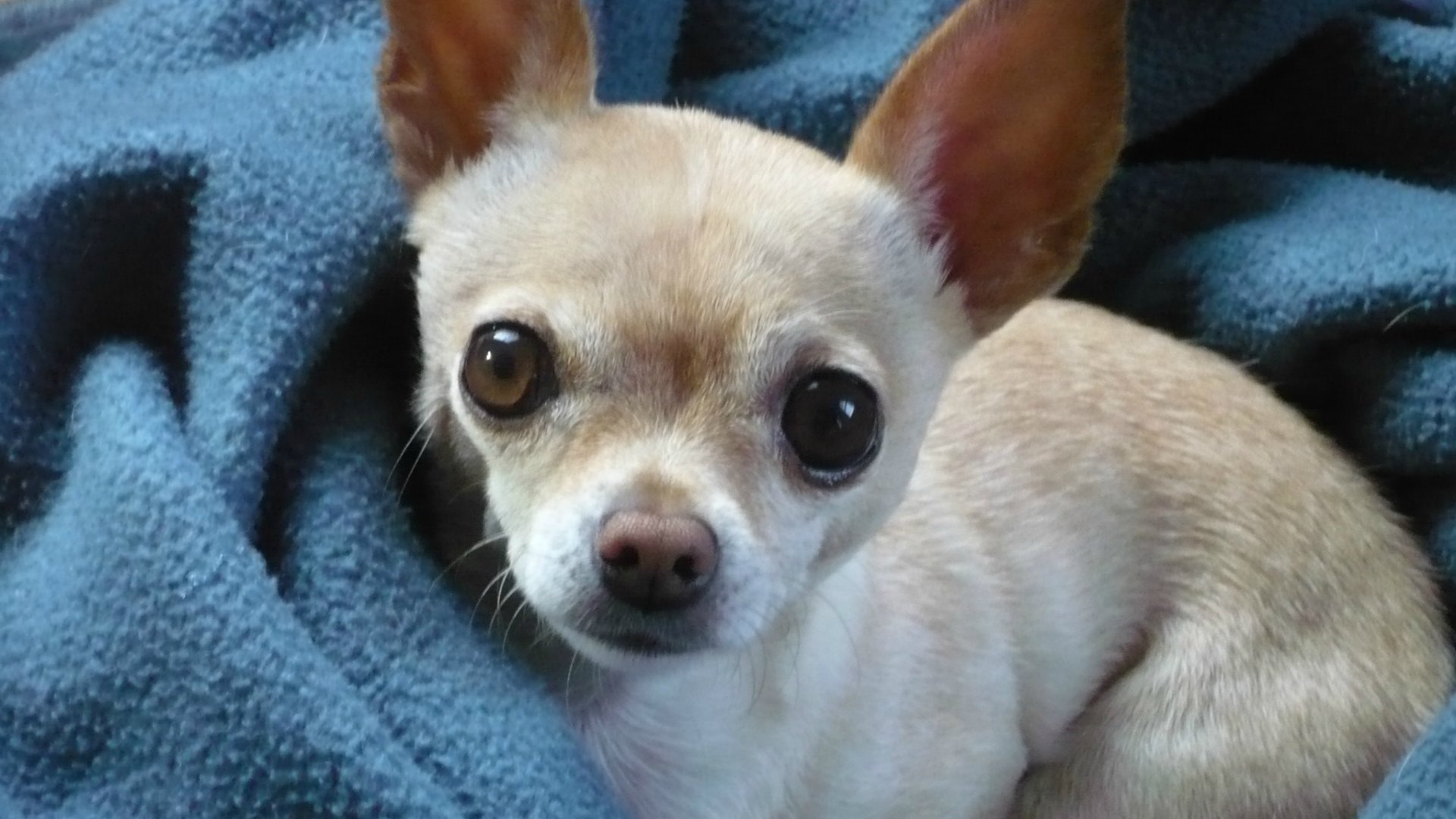20 Things only Chihuahua owners understand