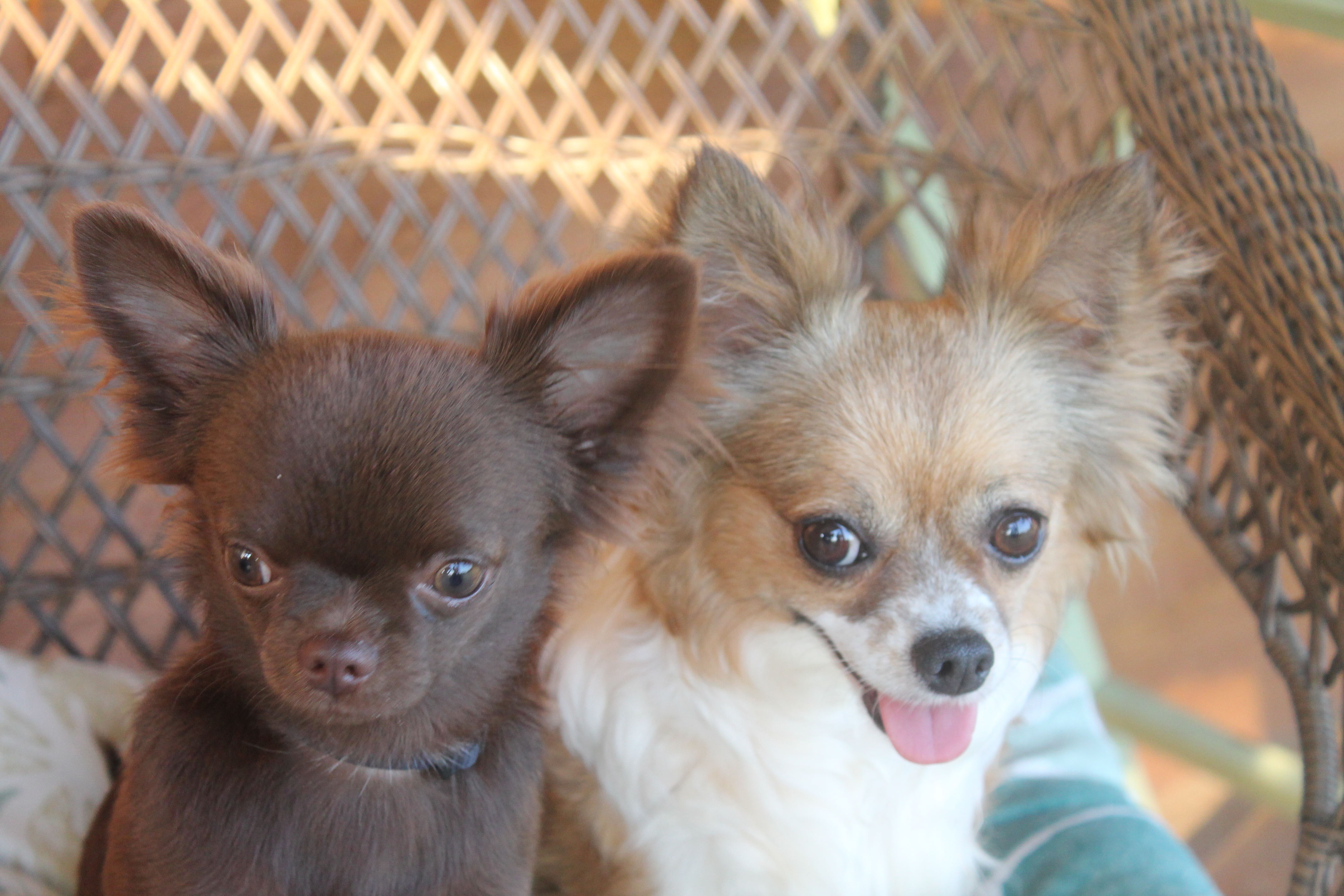 Long Coat Chihuahua Pups – Dodson's Promised Land Farm