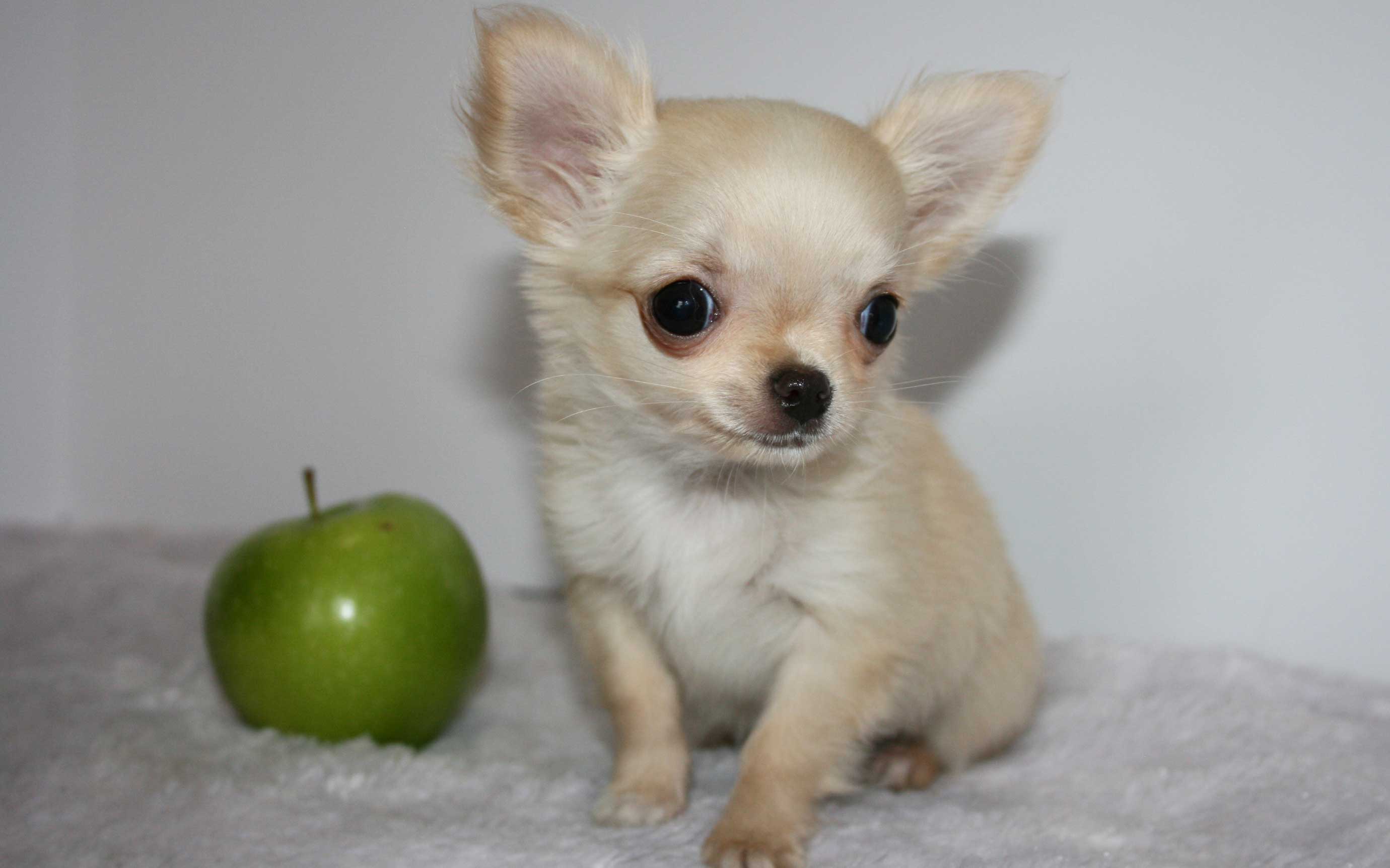 Deer Head Chihuahuas vs Apple Head Chihuahuas - Pet it Dog Apparel
