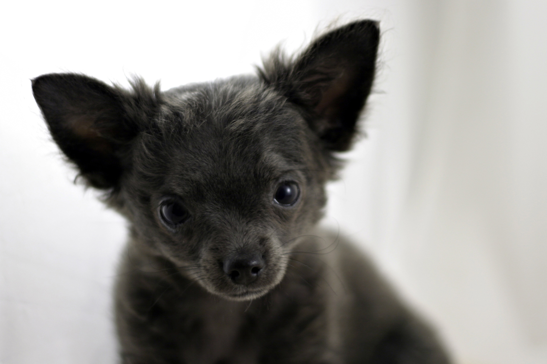 Chihuahua photo