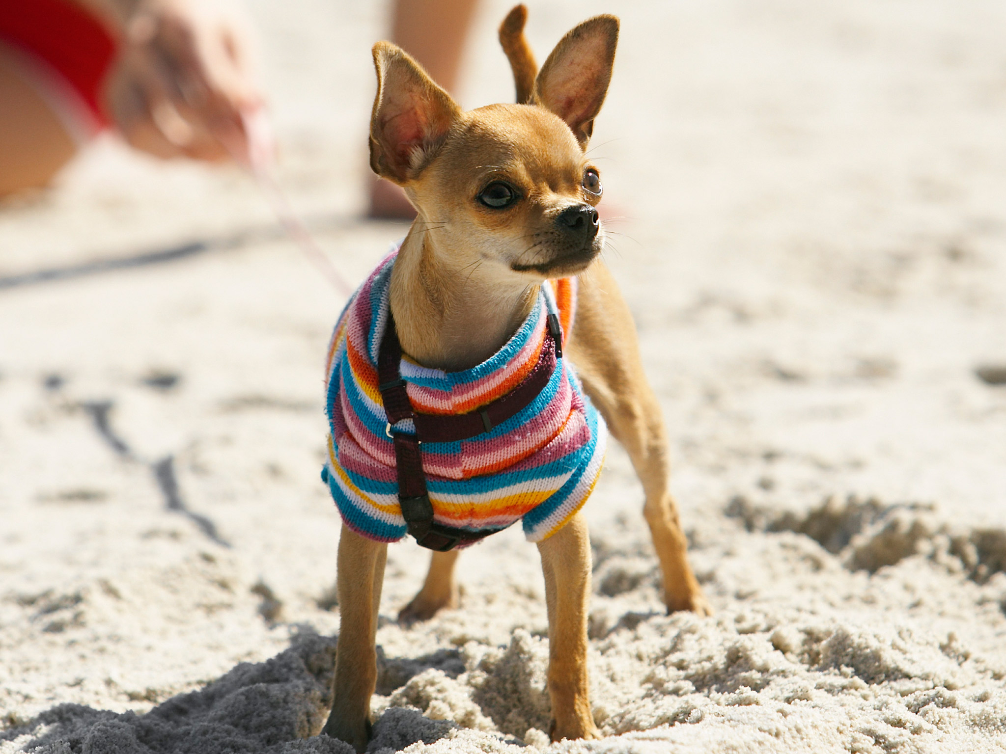 The Chihuahua – A Faithful Companion | PetSync