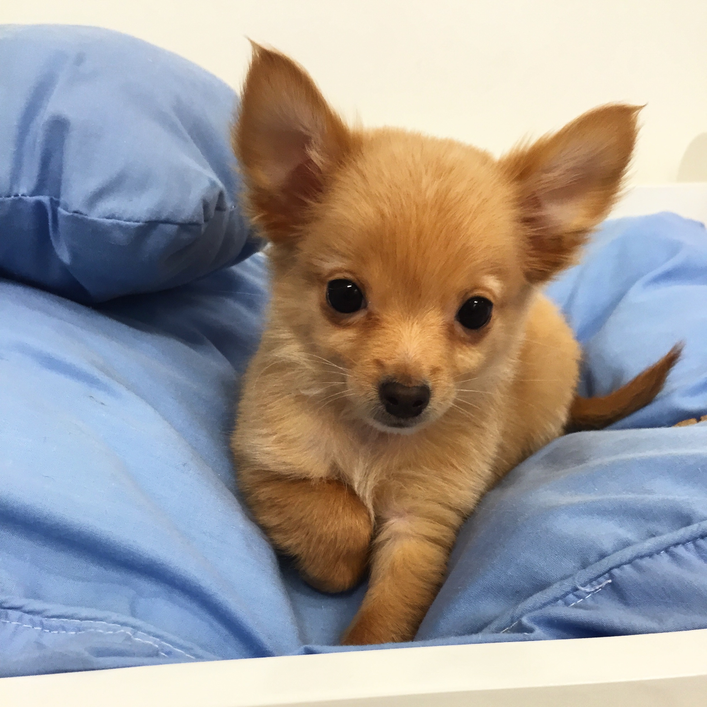 Chihuahua Puppies For Sale Boca Raton