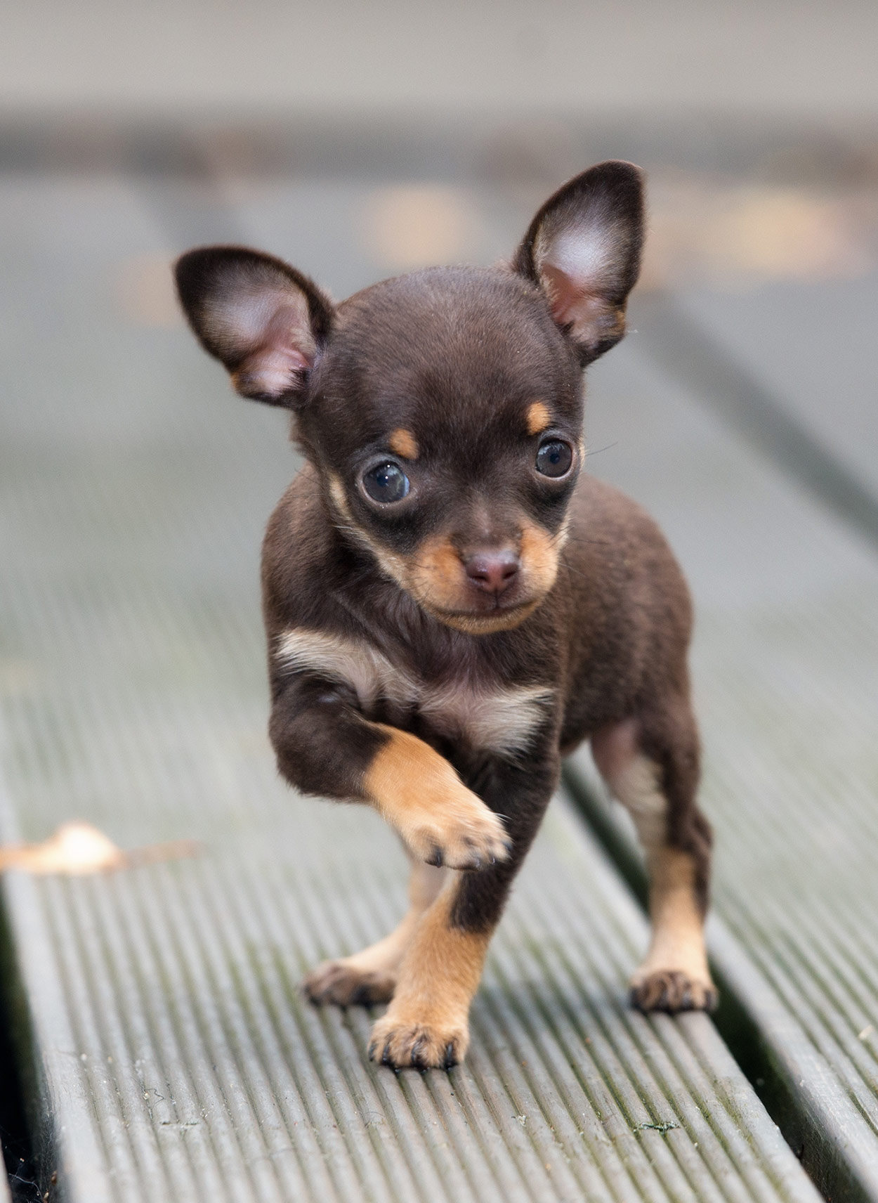 Teacup Chihuahua - Is This Tiny Pup The Right Choice For Your Family?
