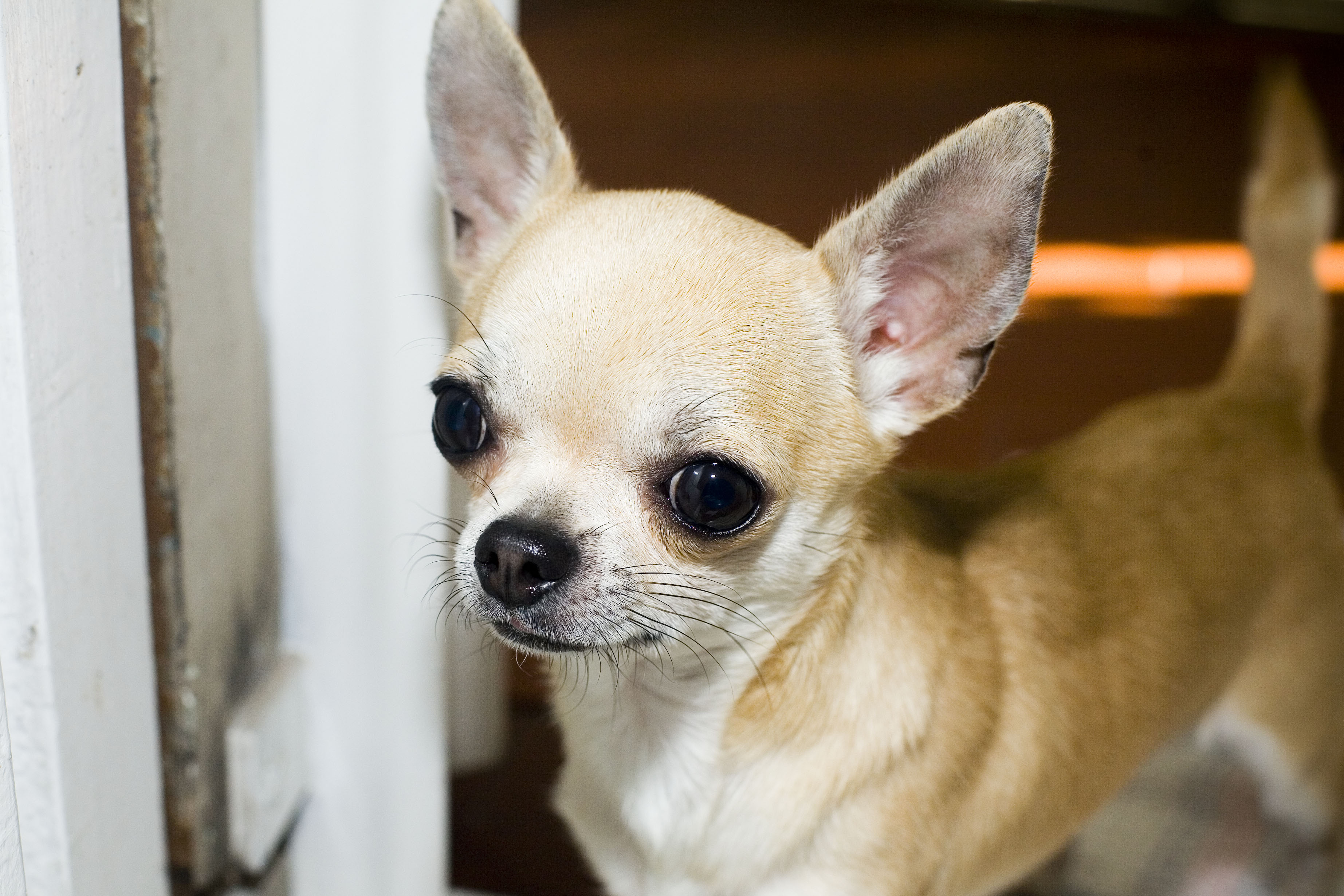 Chihuahua photo