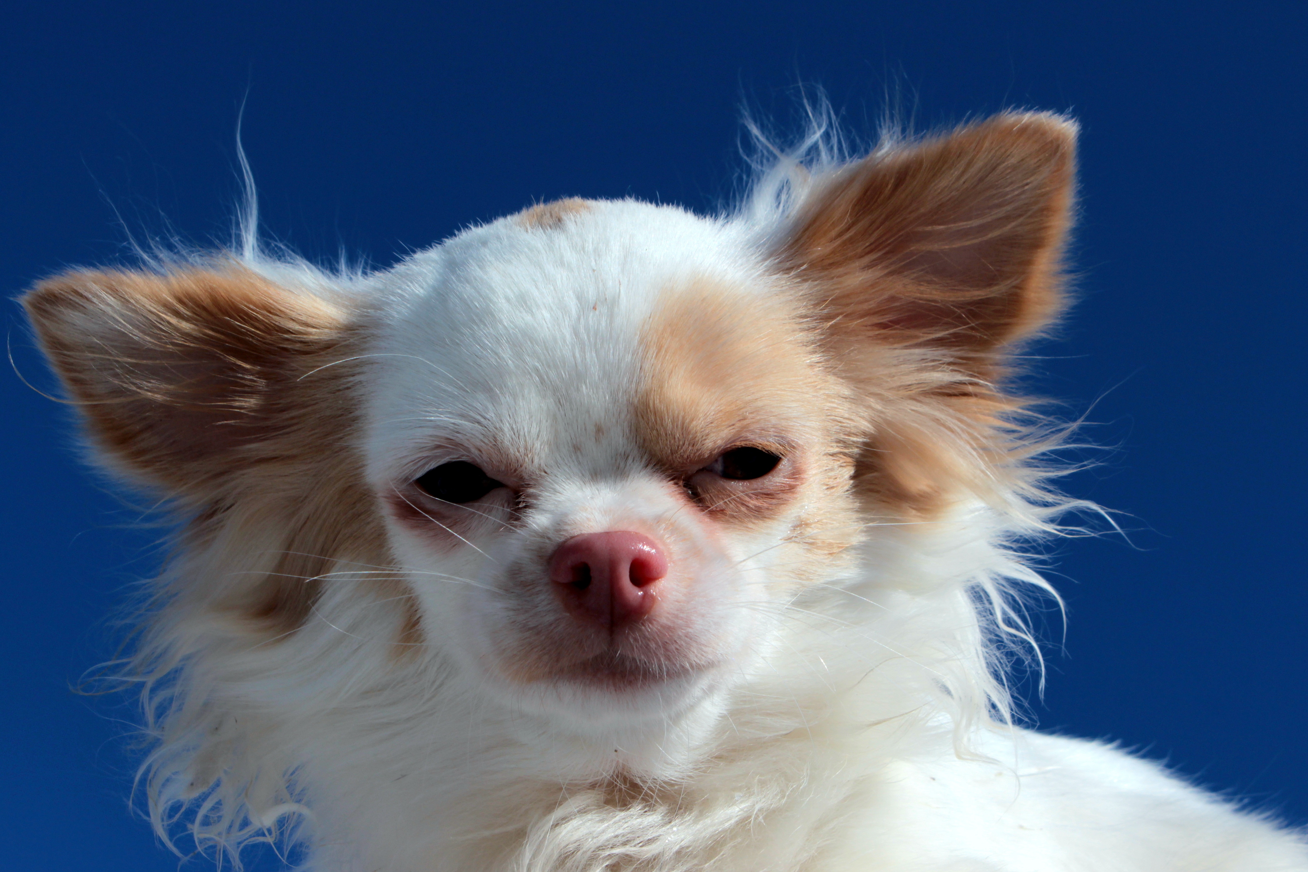Chihuahua closeup photo