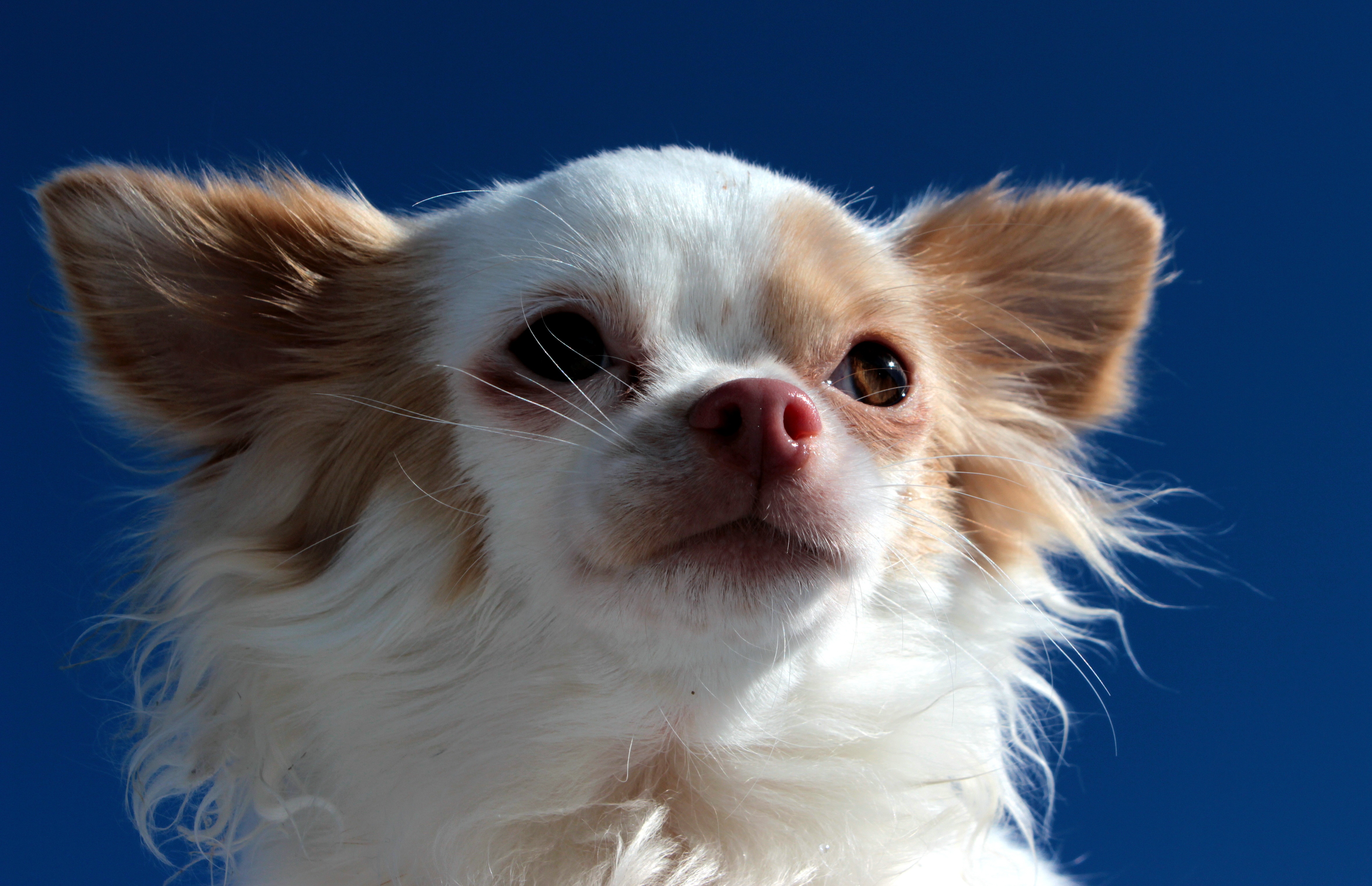 Chihuahua closeup photo