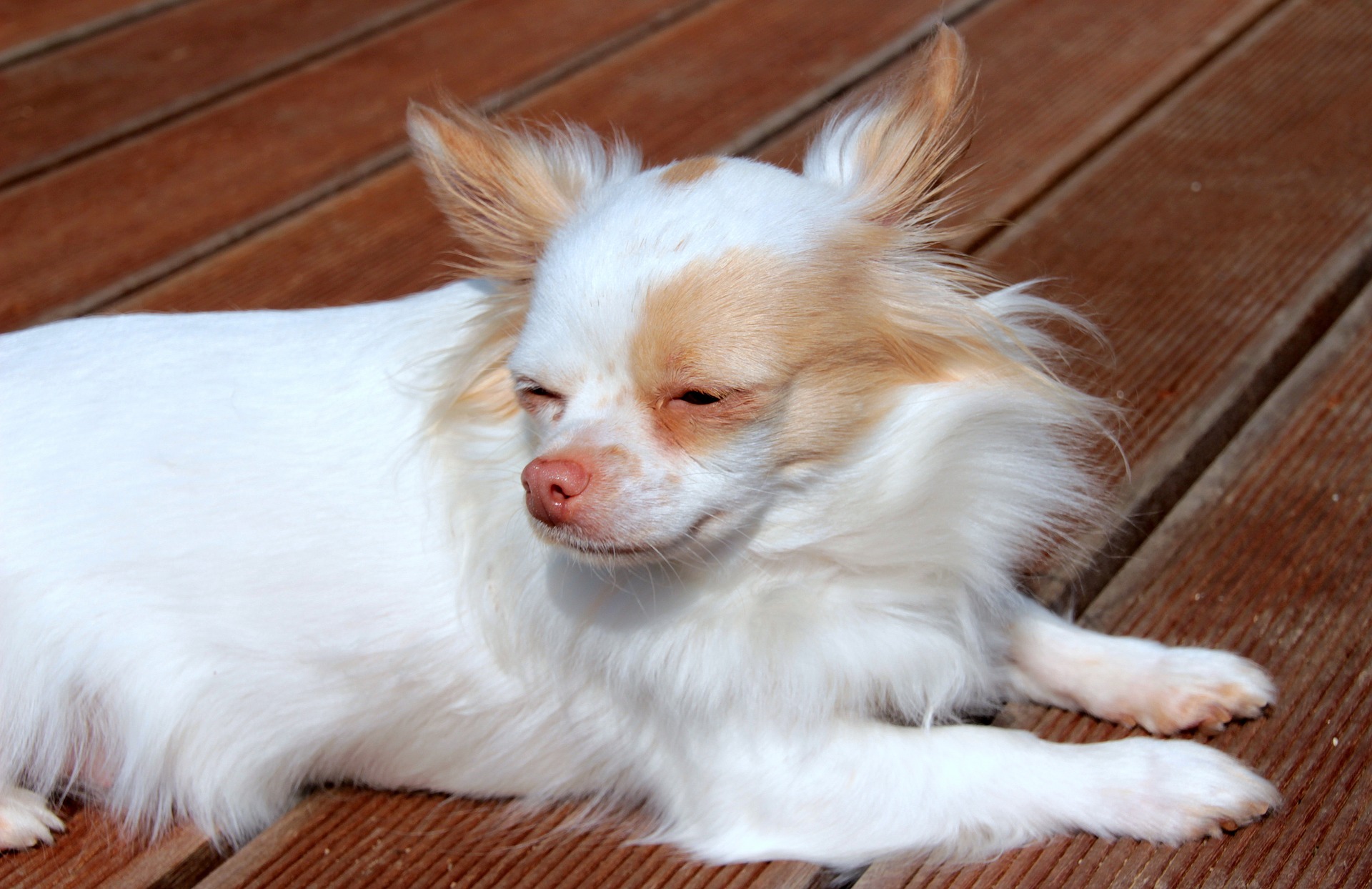 Chihuahua dog photo