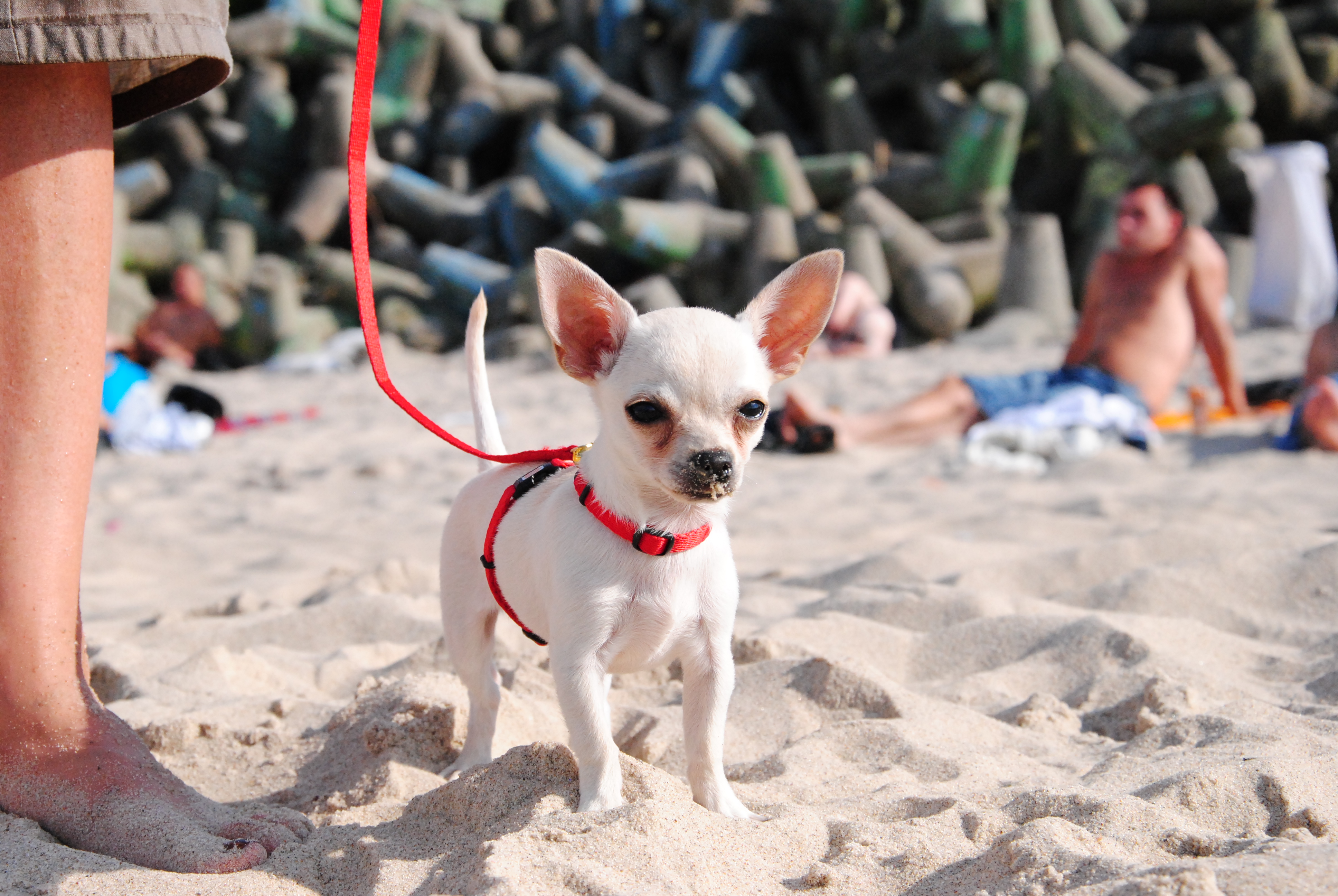File:Chihuahua dog.jpg - Wikimedia Commons