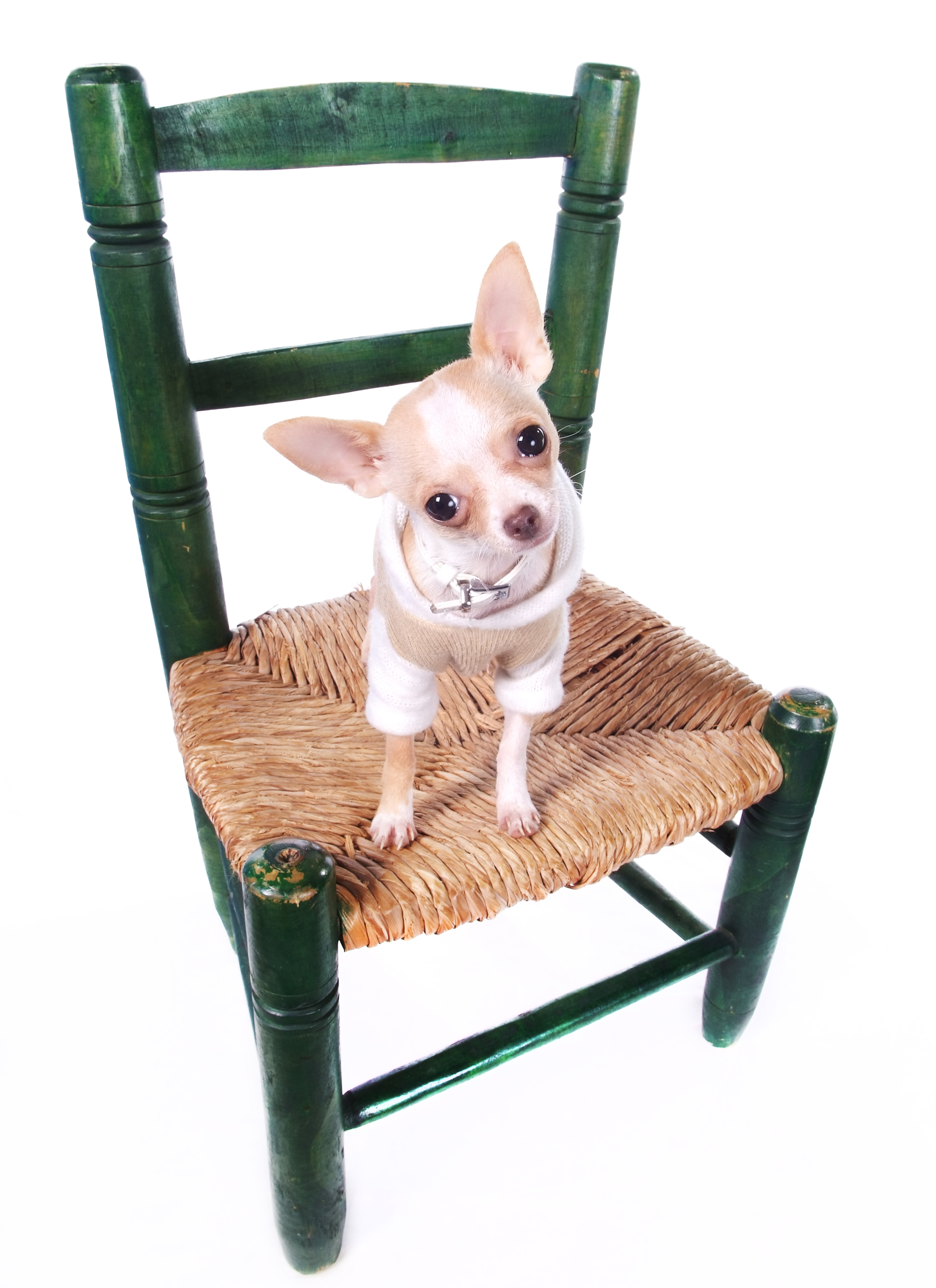 Chihuahua dog sitting on chair photo