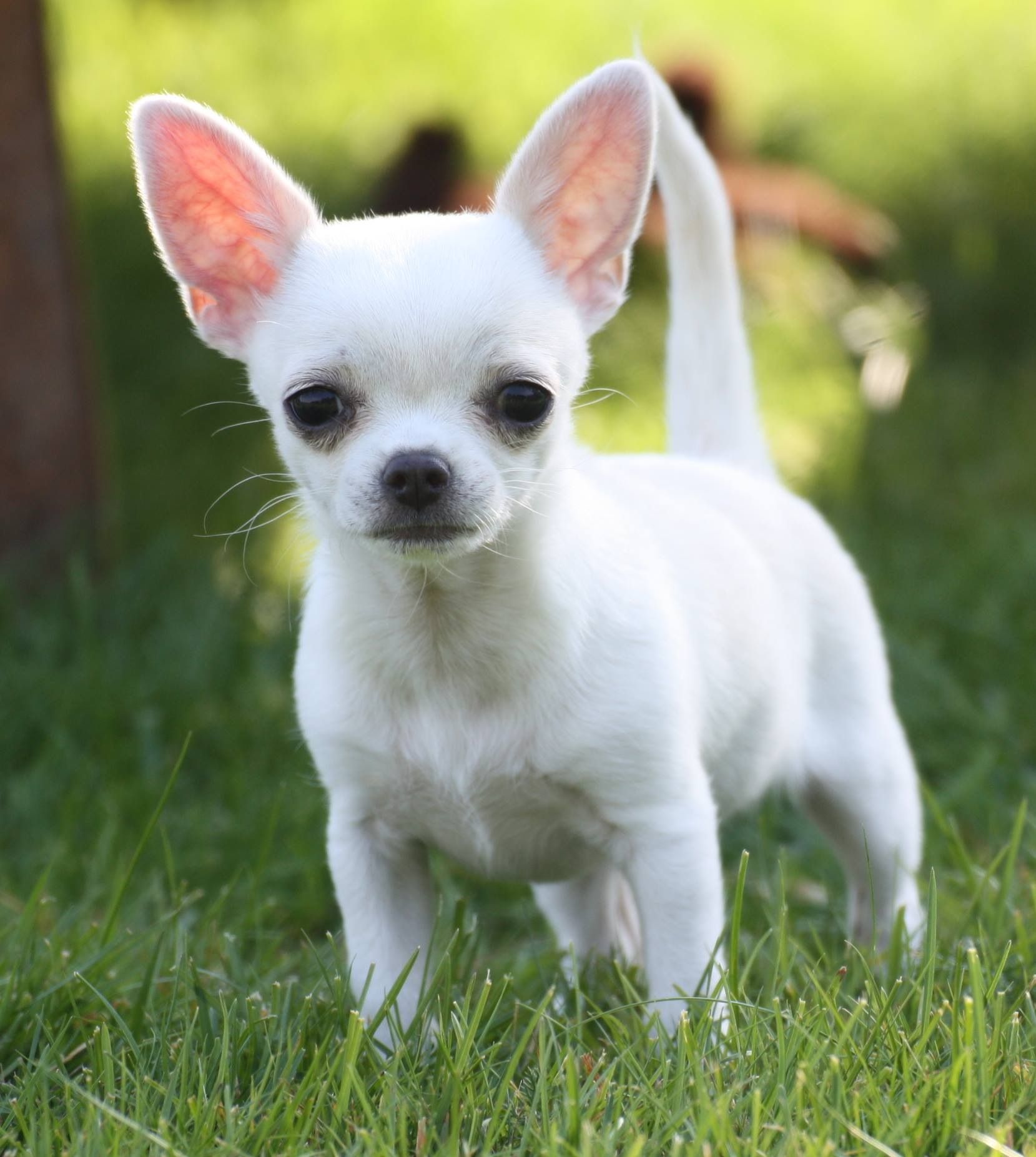 Chihuahua Training – Doing it the Right Way | Chihuahua | Pinterest ...